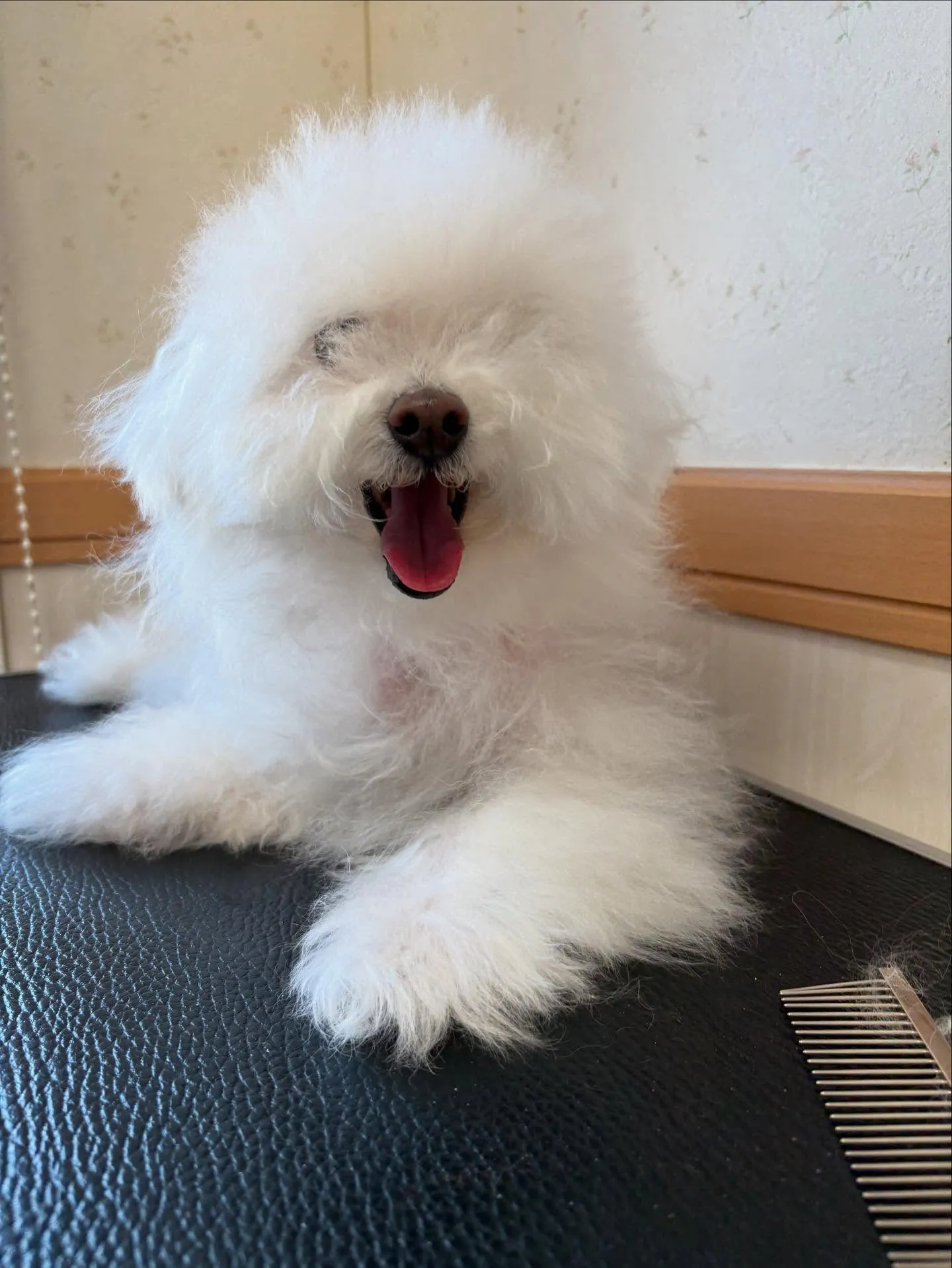 犬のトリミング✂️