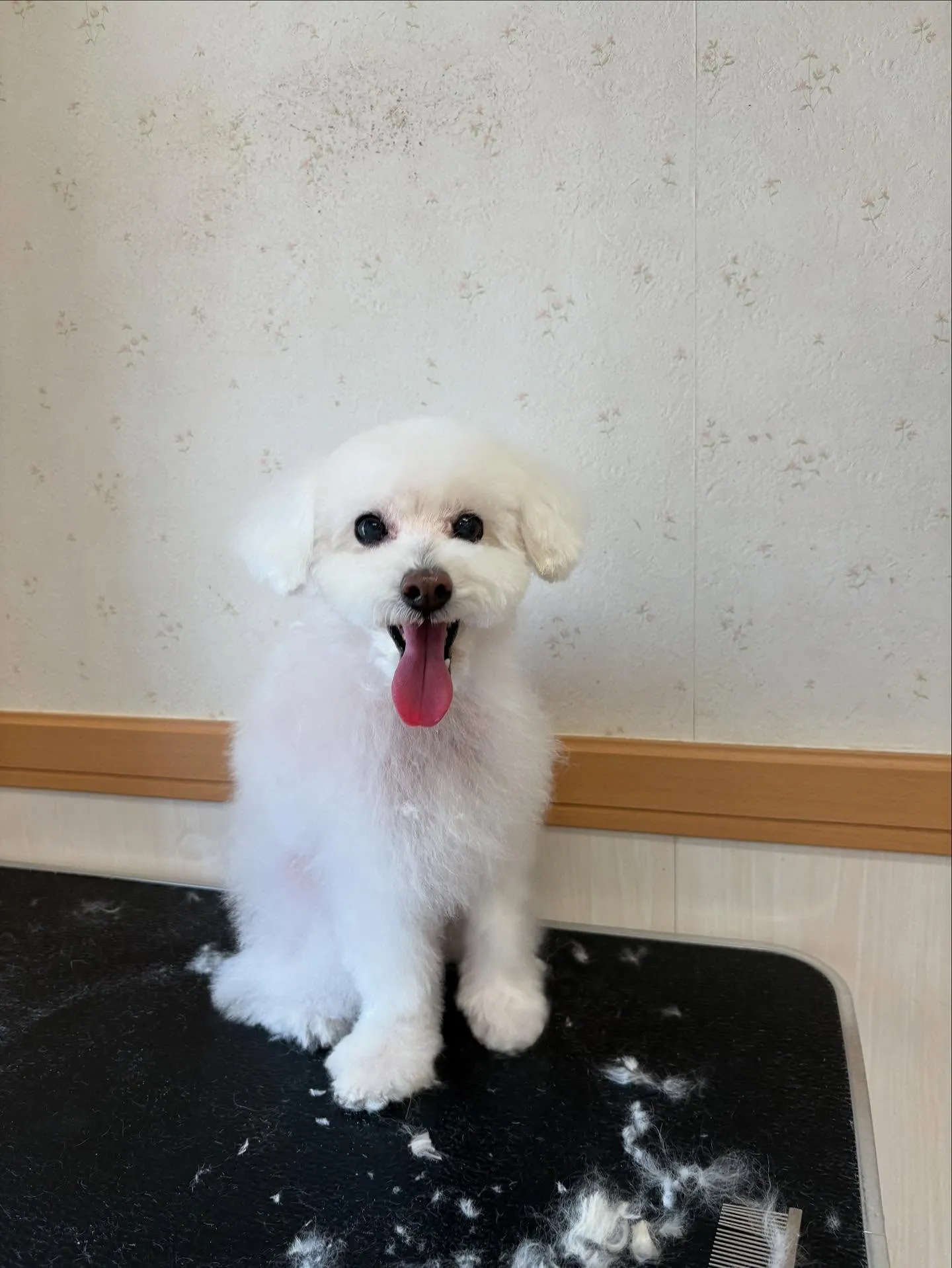 犬のトリミング✂️