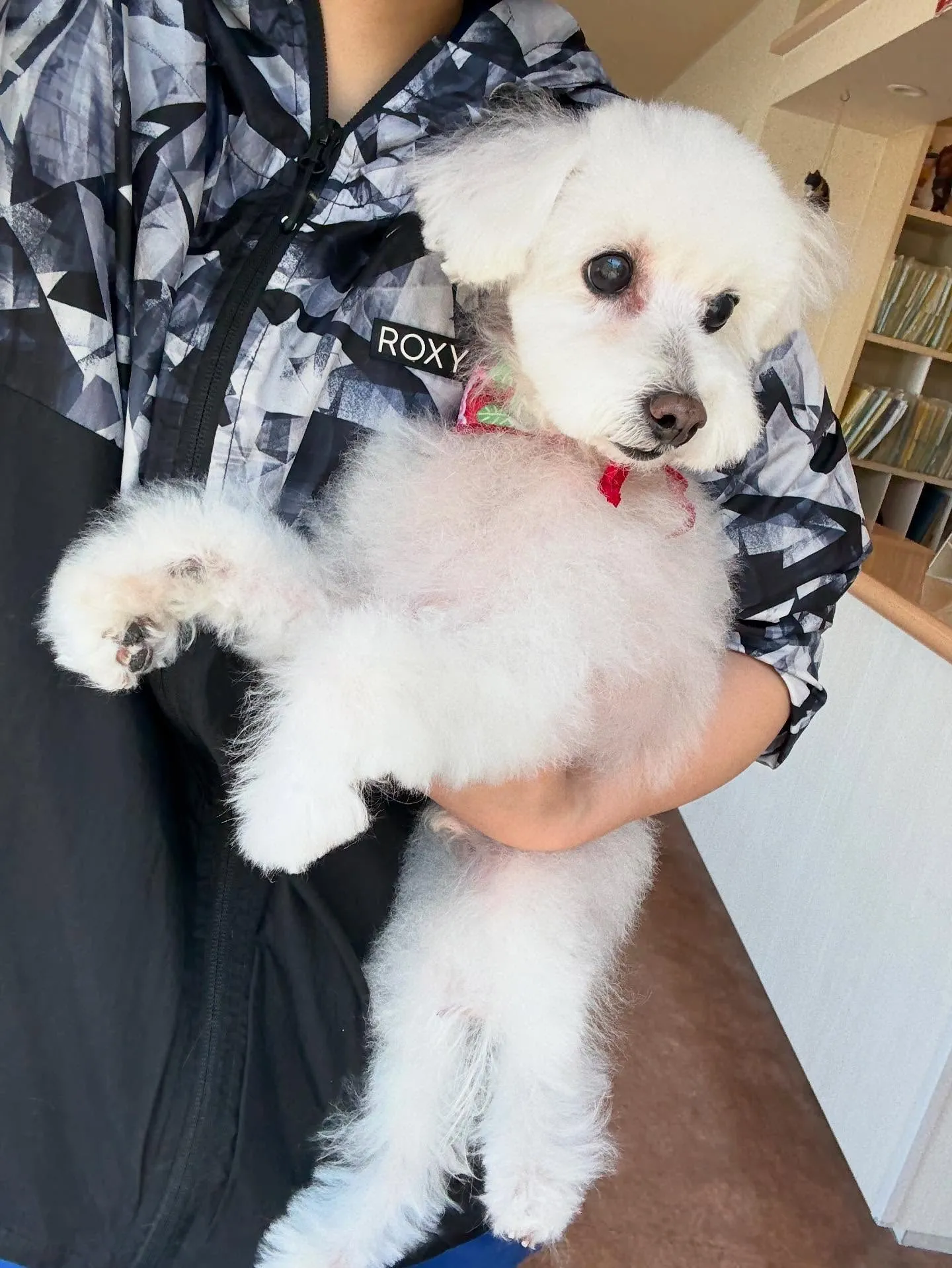 犬のトリミング✂️