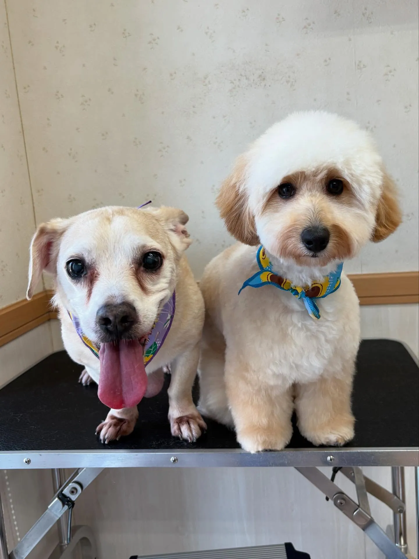 犬のトリミング✂️