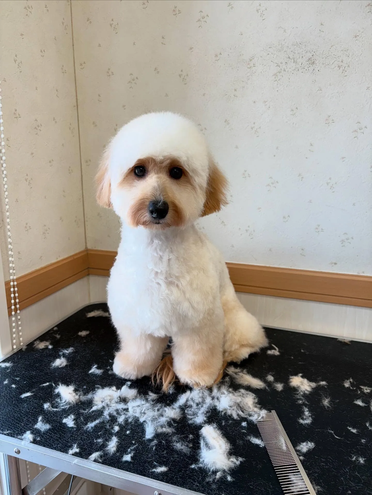 犬のトリミング✂️