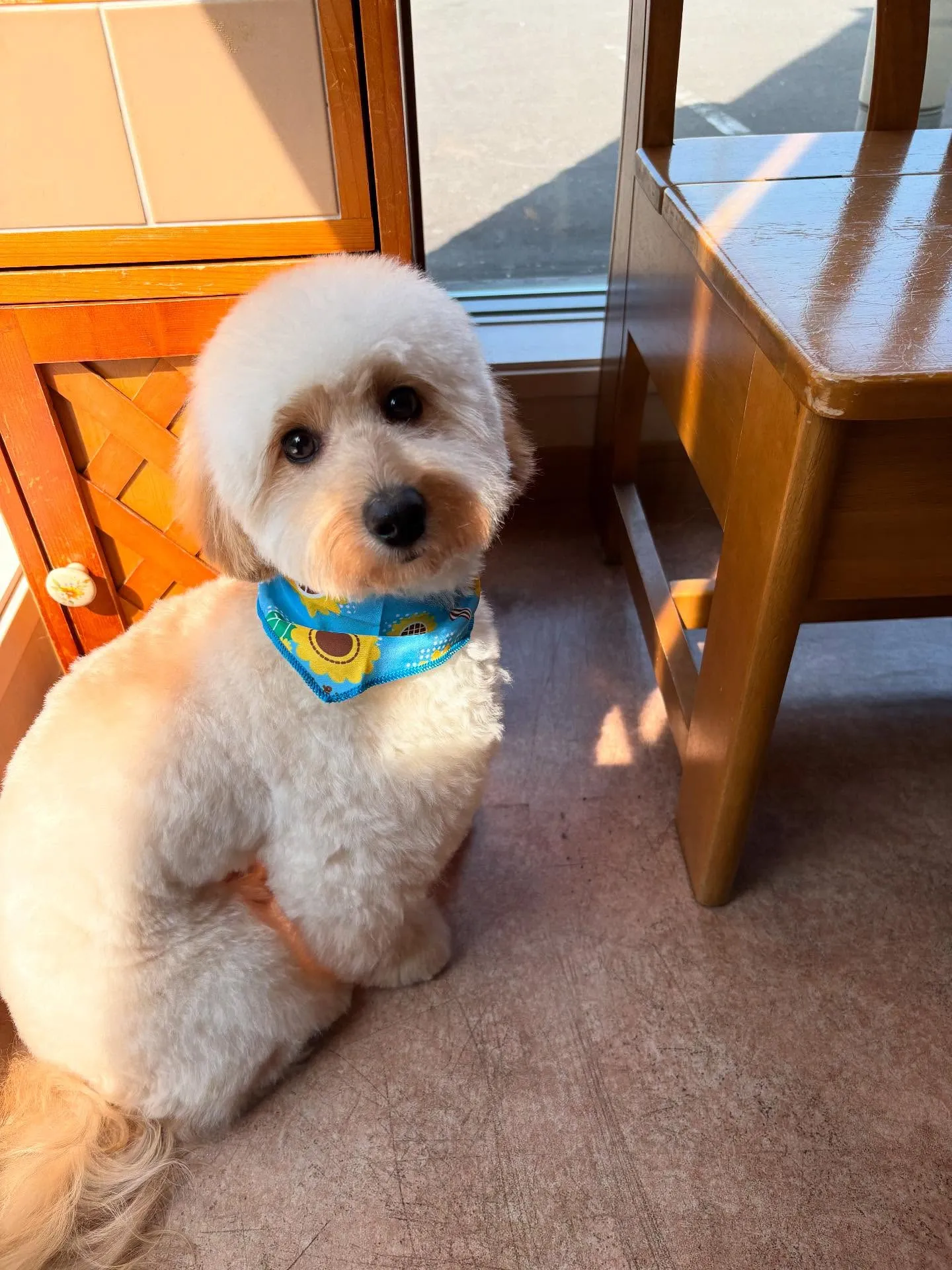 犬のトリミング✂️