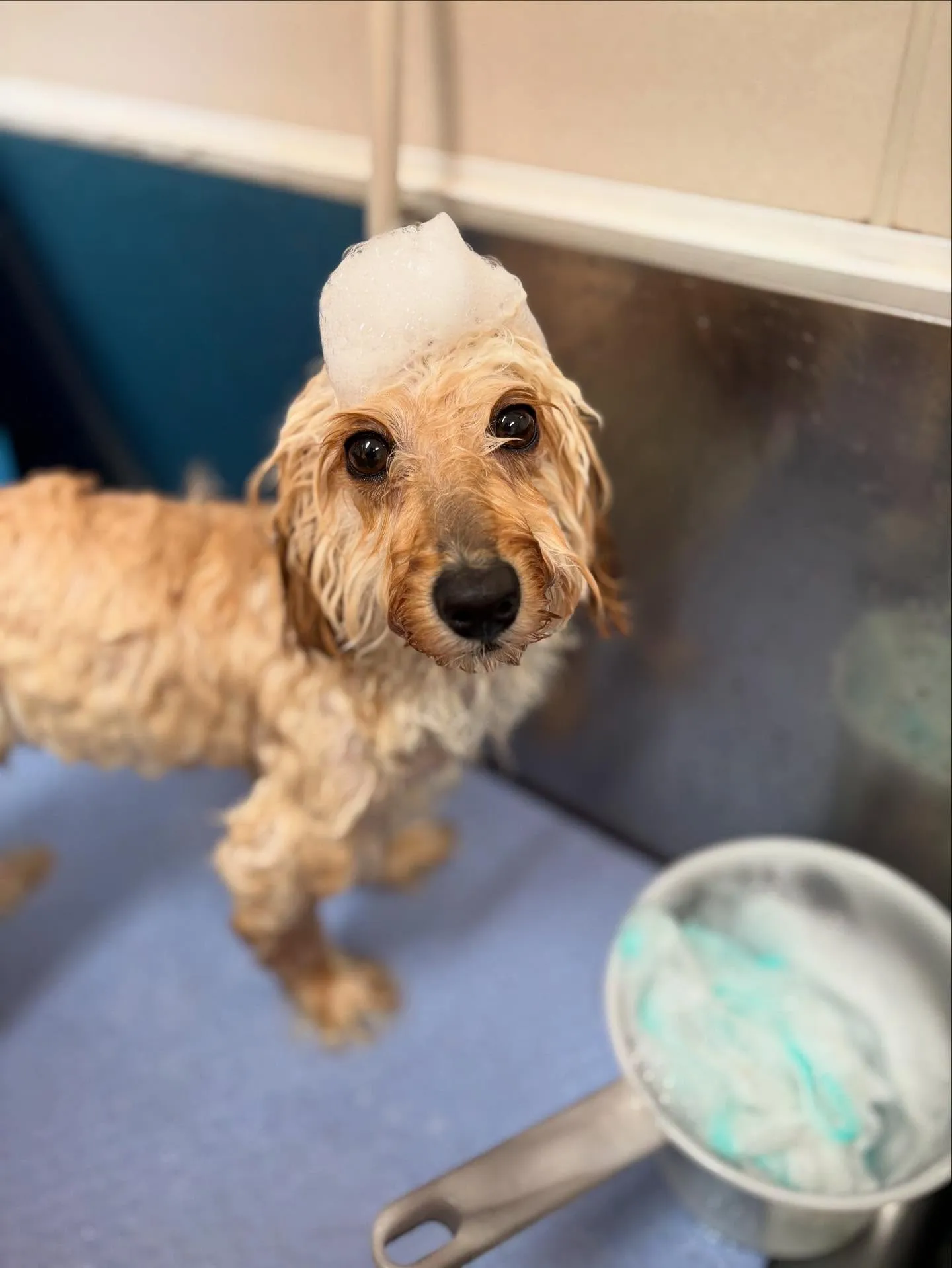 犬のトリミング✂️
