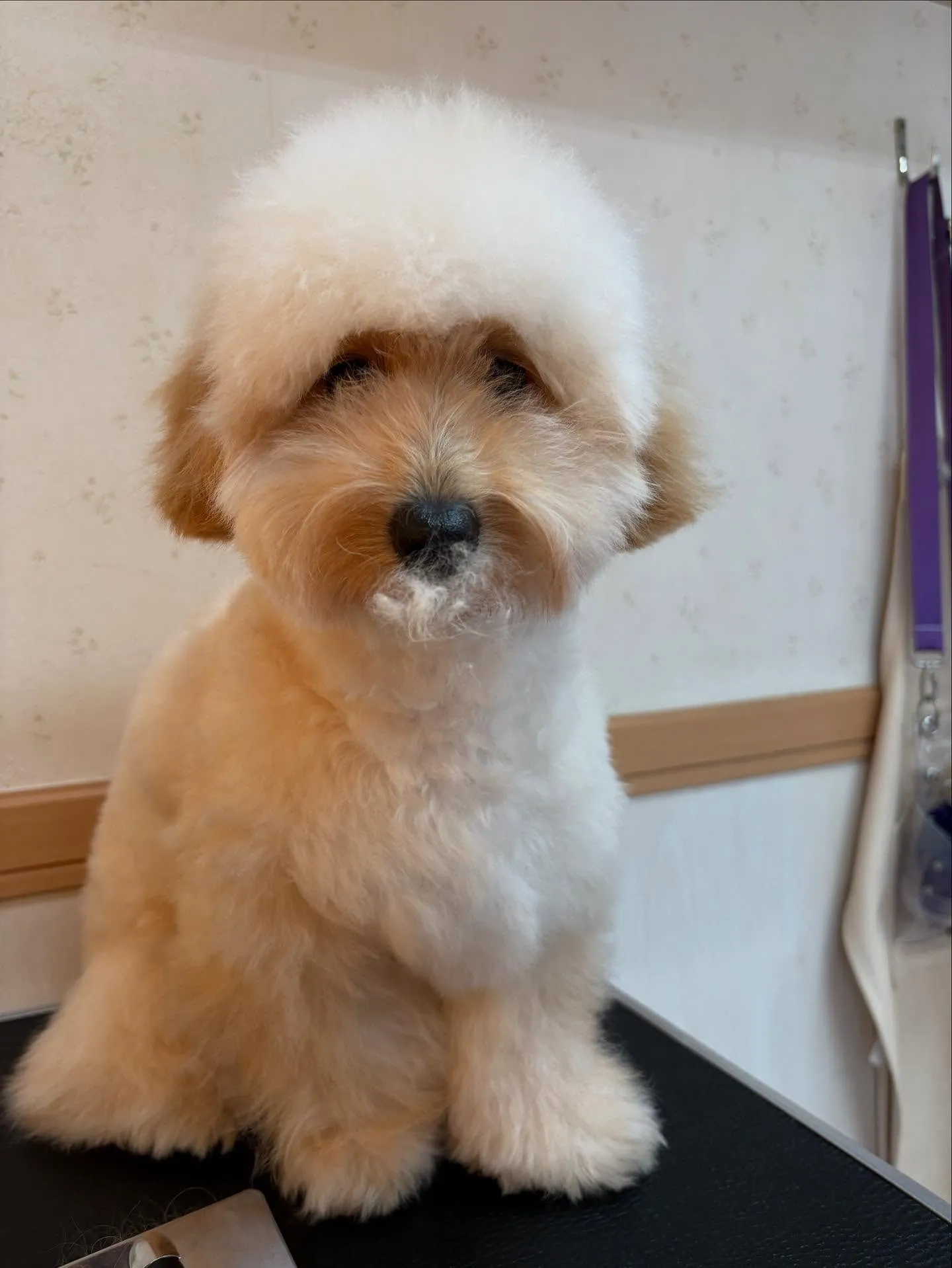 犬のトリミング✂️