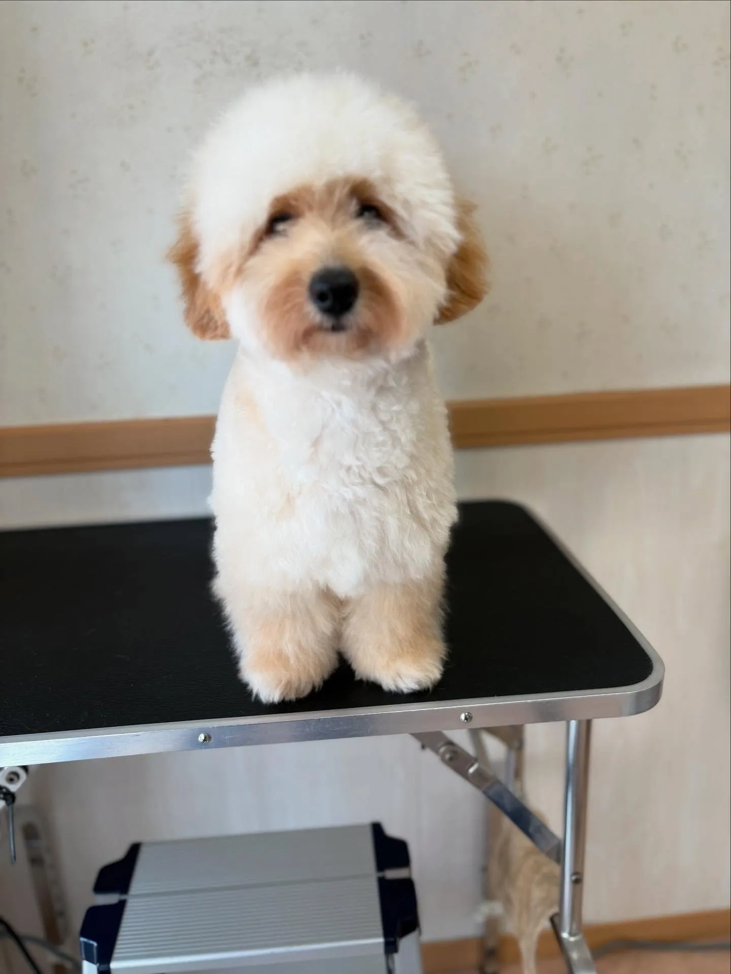 犬のトリミング✂️