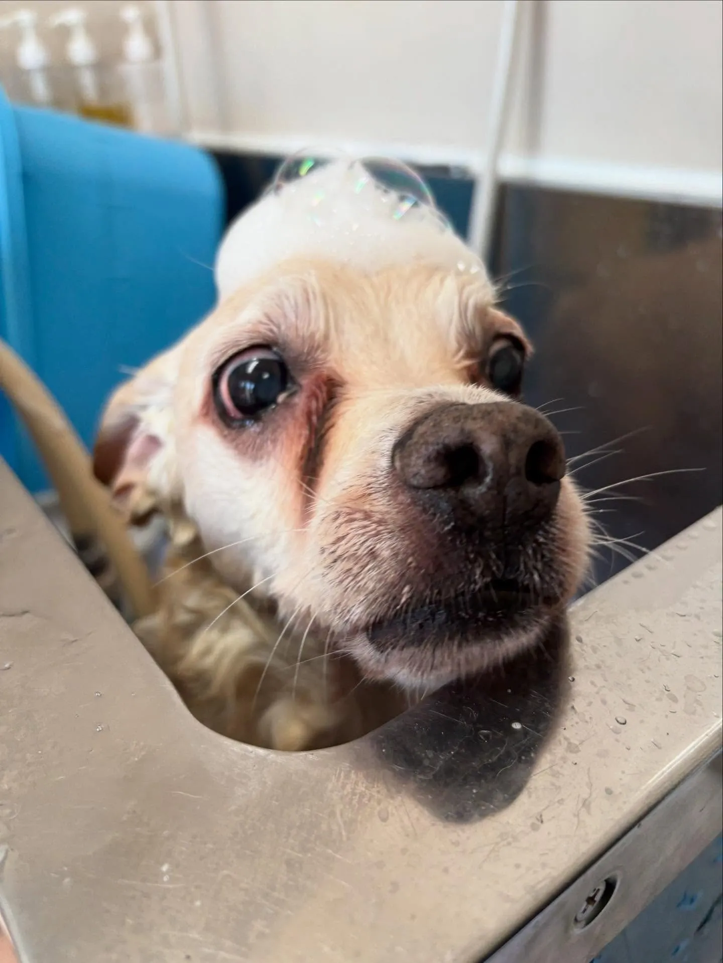 犬のトリミング✂️