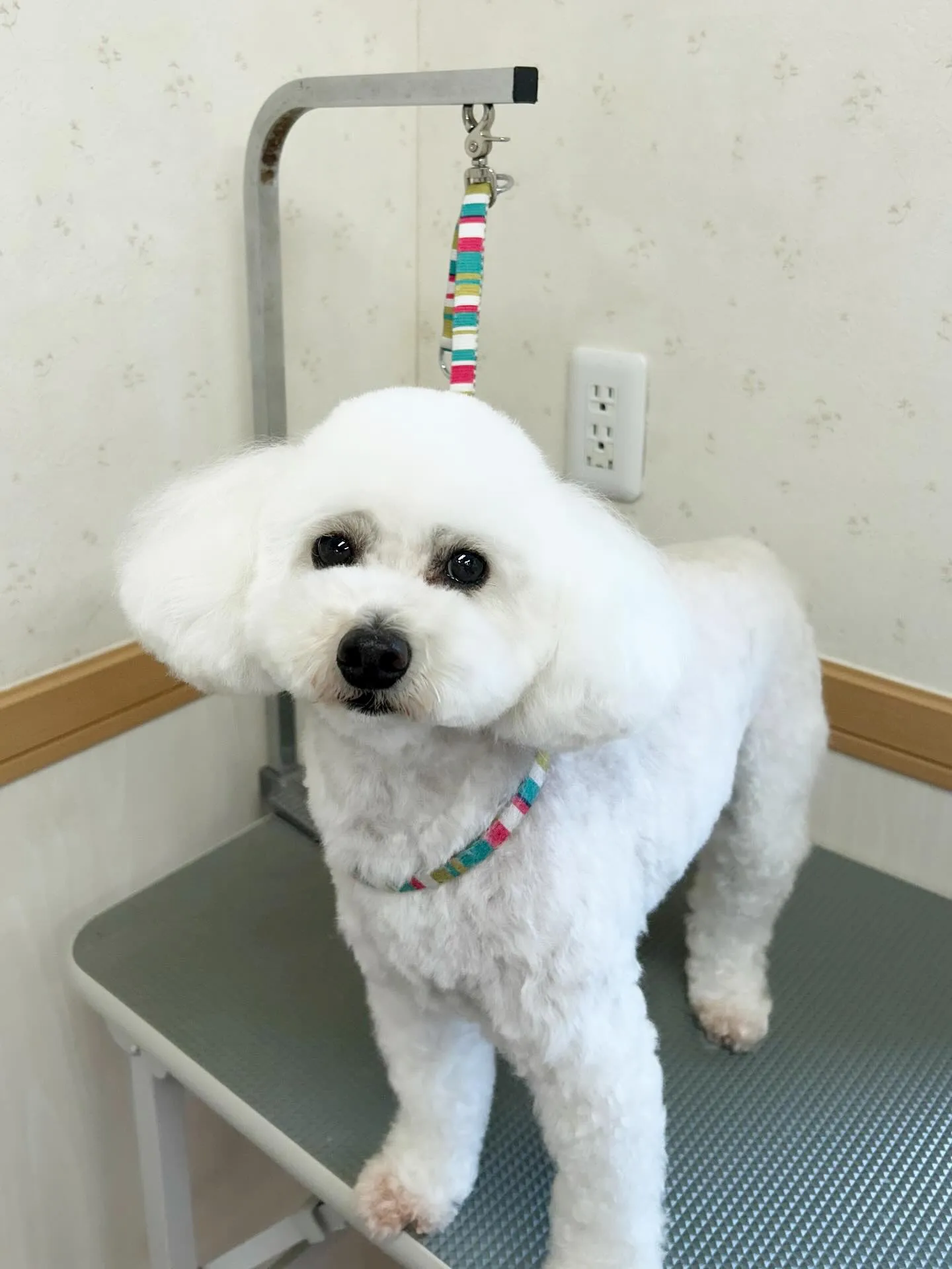 犬のトリミング✂️