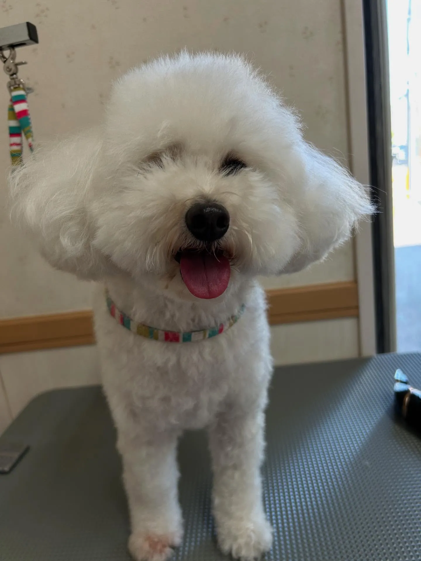 犬のトリミング✂️
