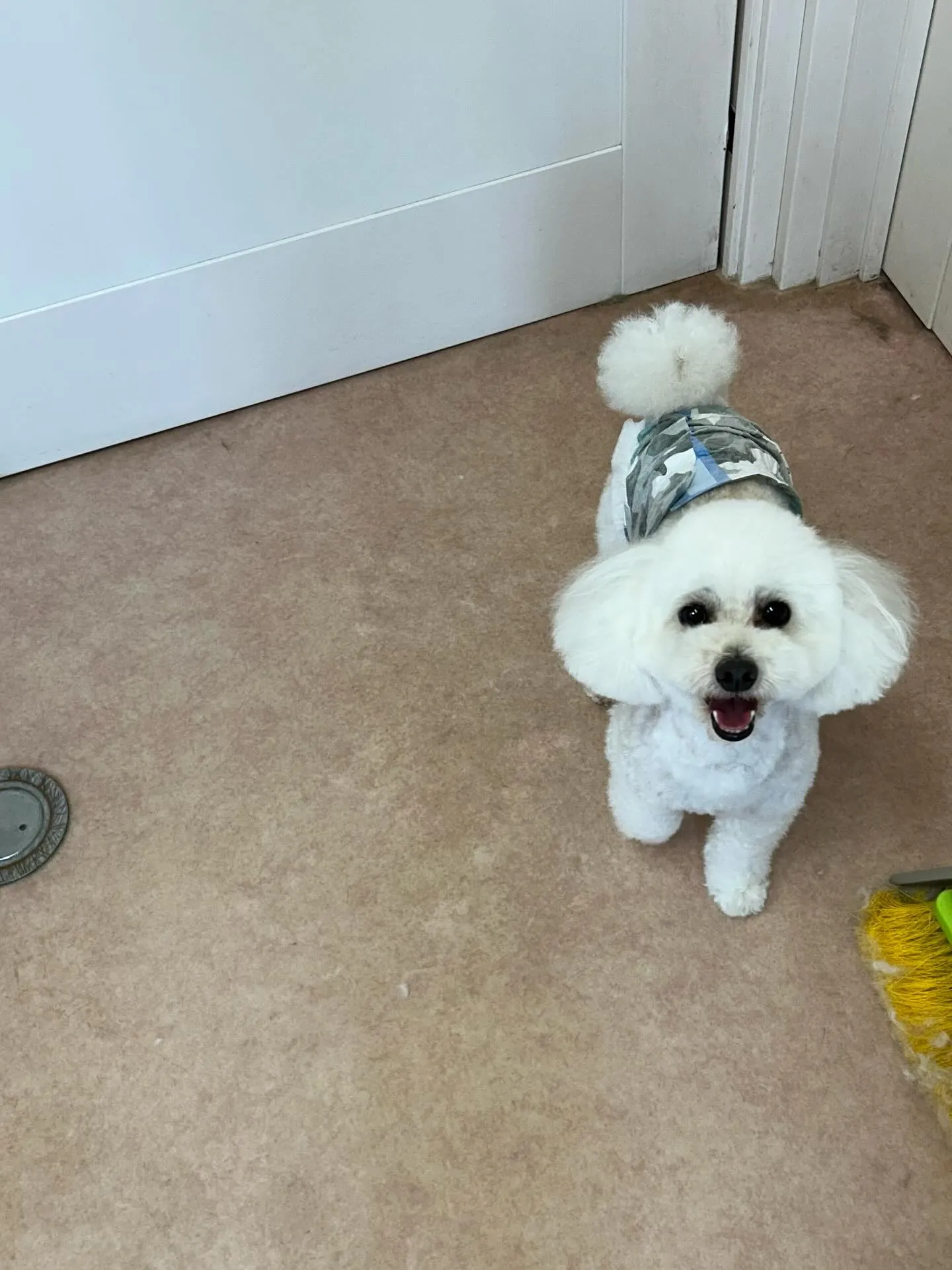 犬のトリミング✂️