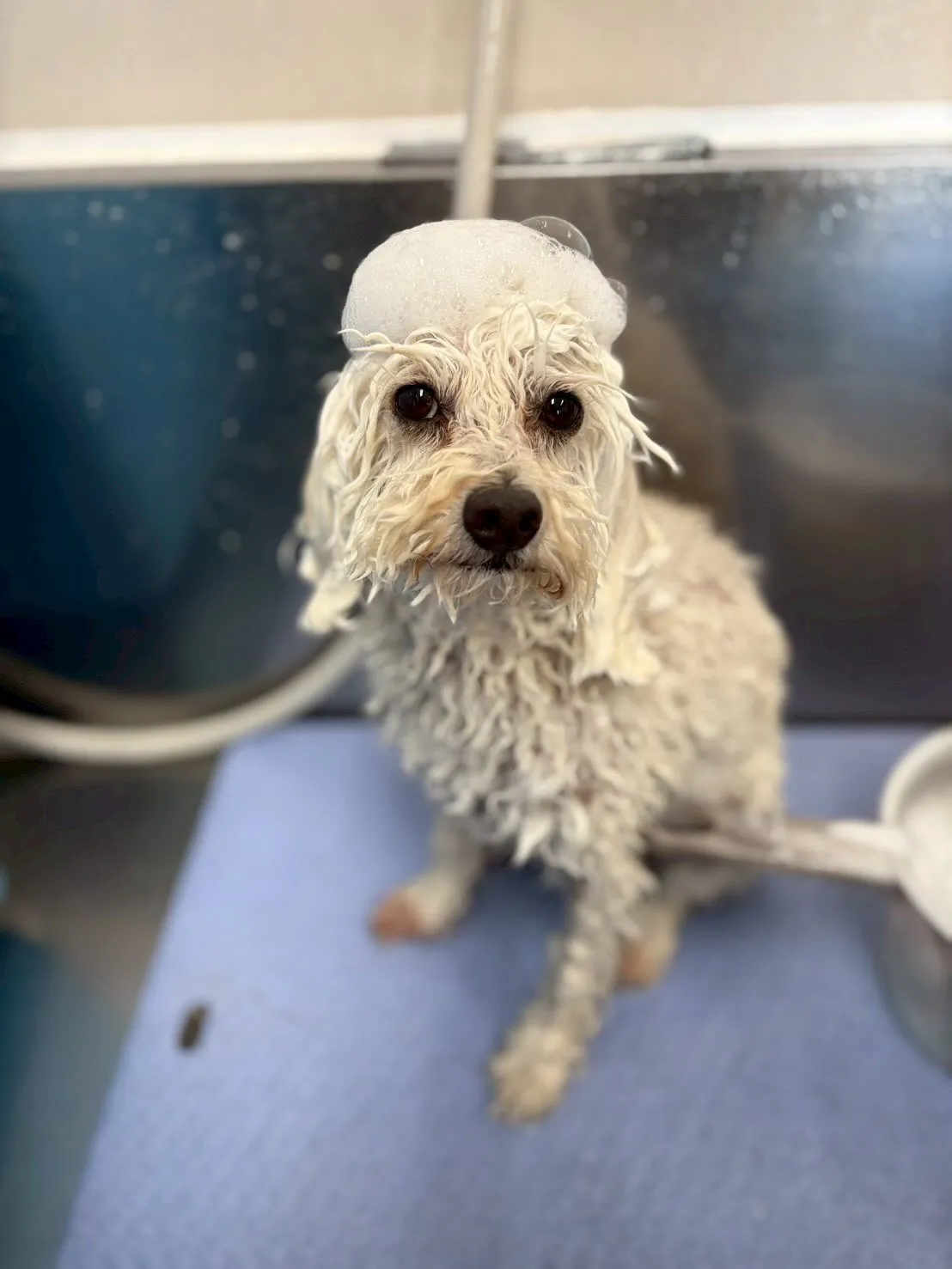 犬のトリミング✂️