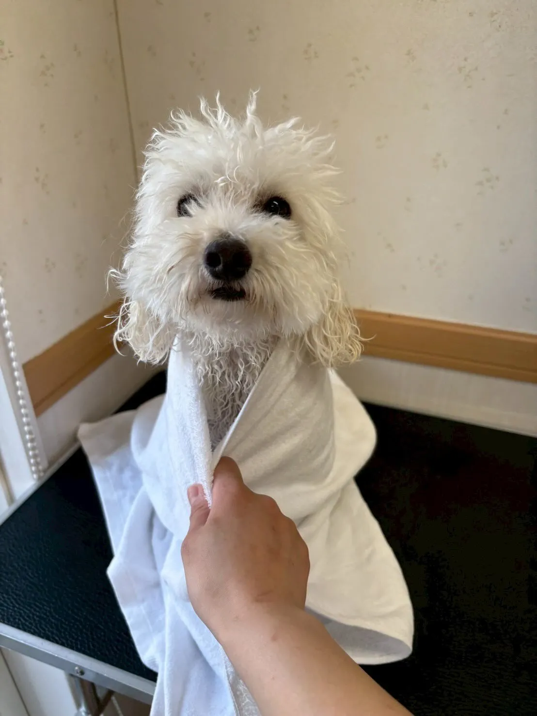 犬のトリミング✂️