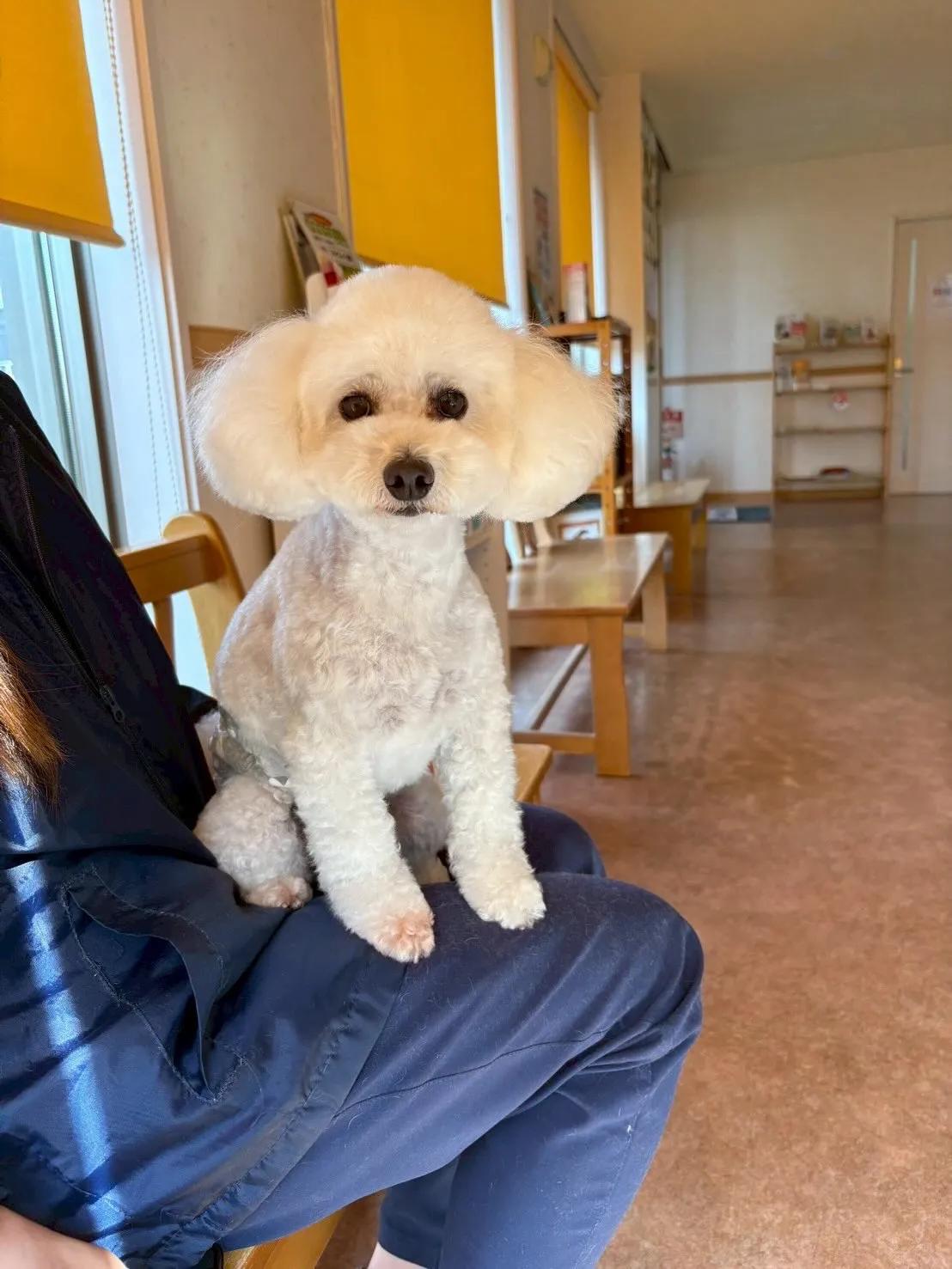 犬のトリミング✂️