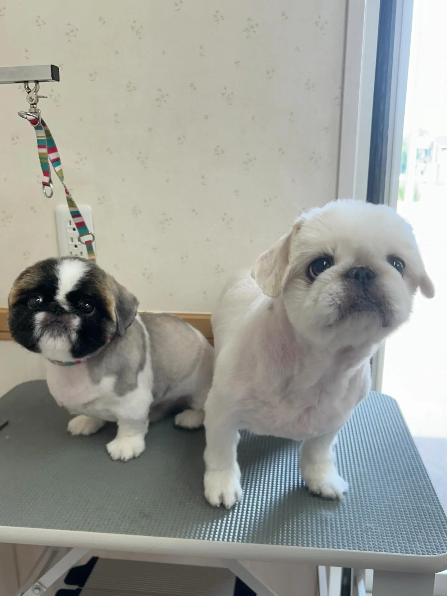 犬のトリミング✂️