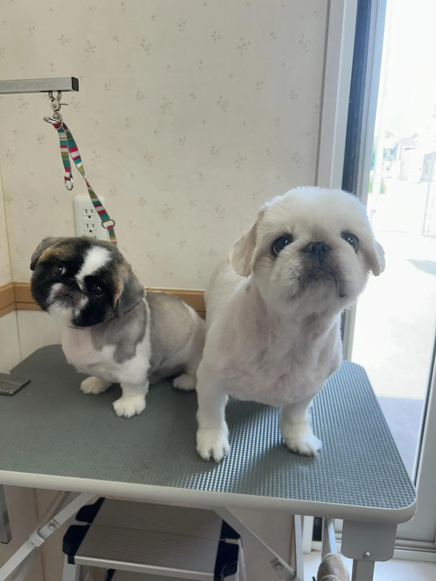犬のトリミング✂️