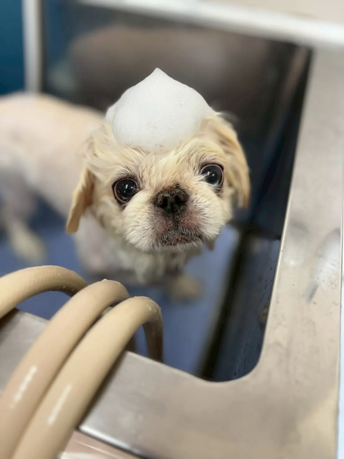 犬のトリミング✂️