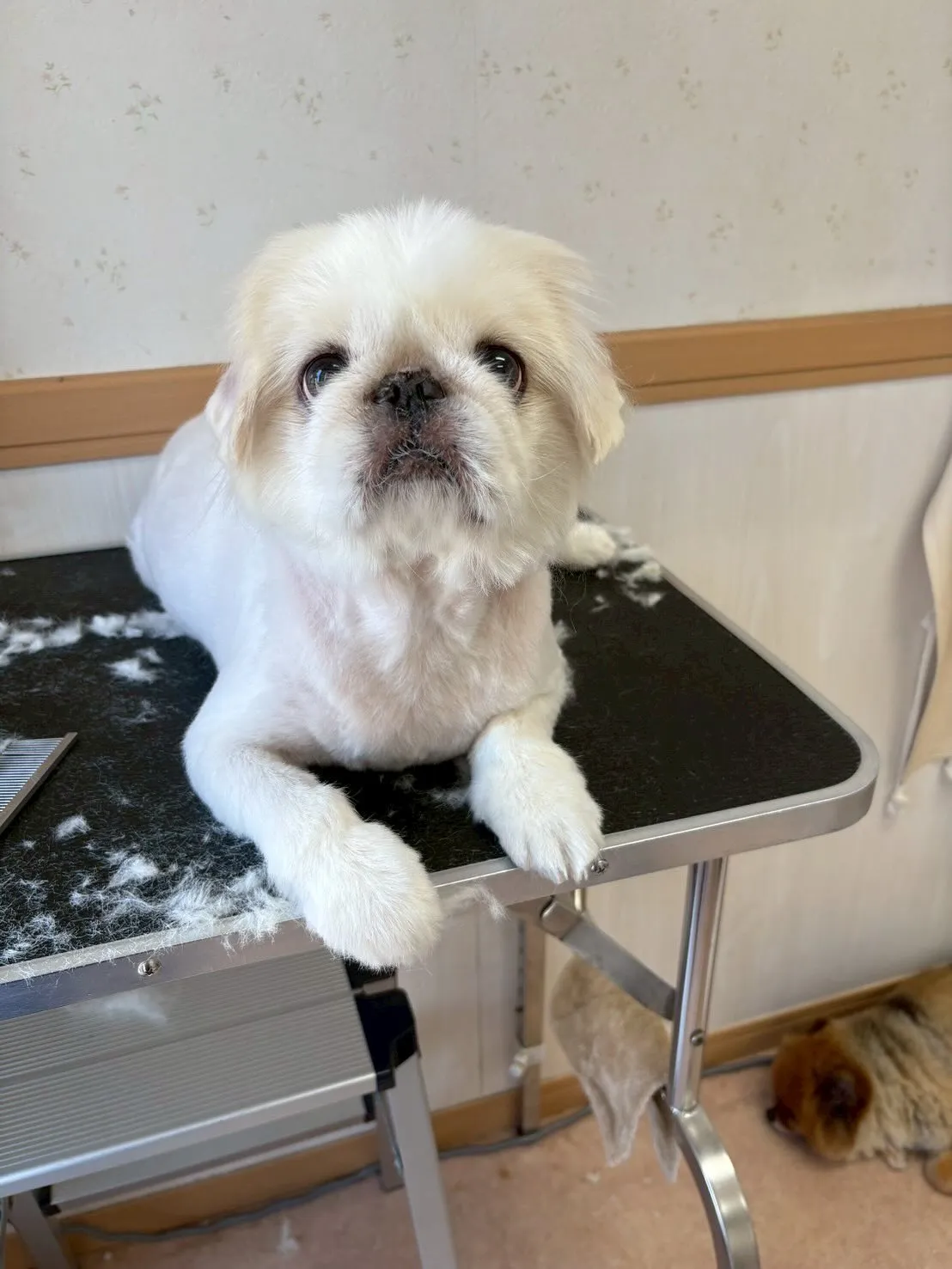 犬のトリミング✂️
