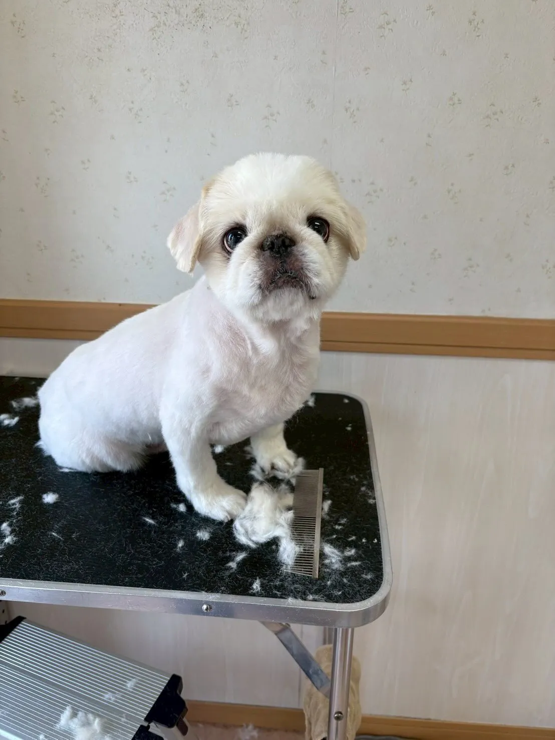 犬のトリミング✂️