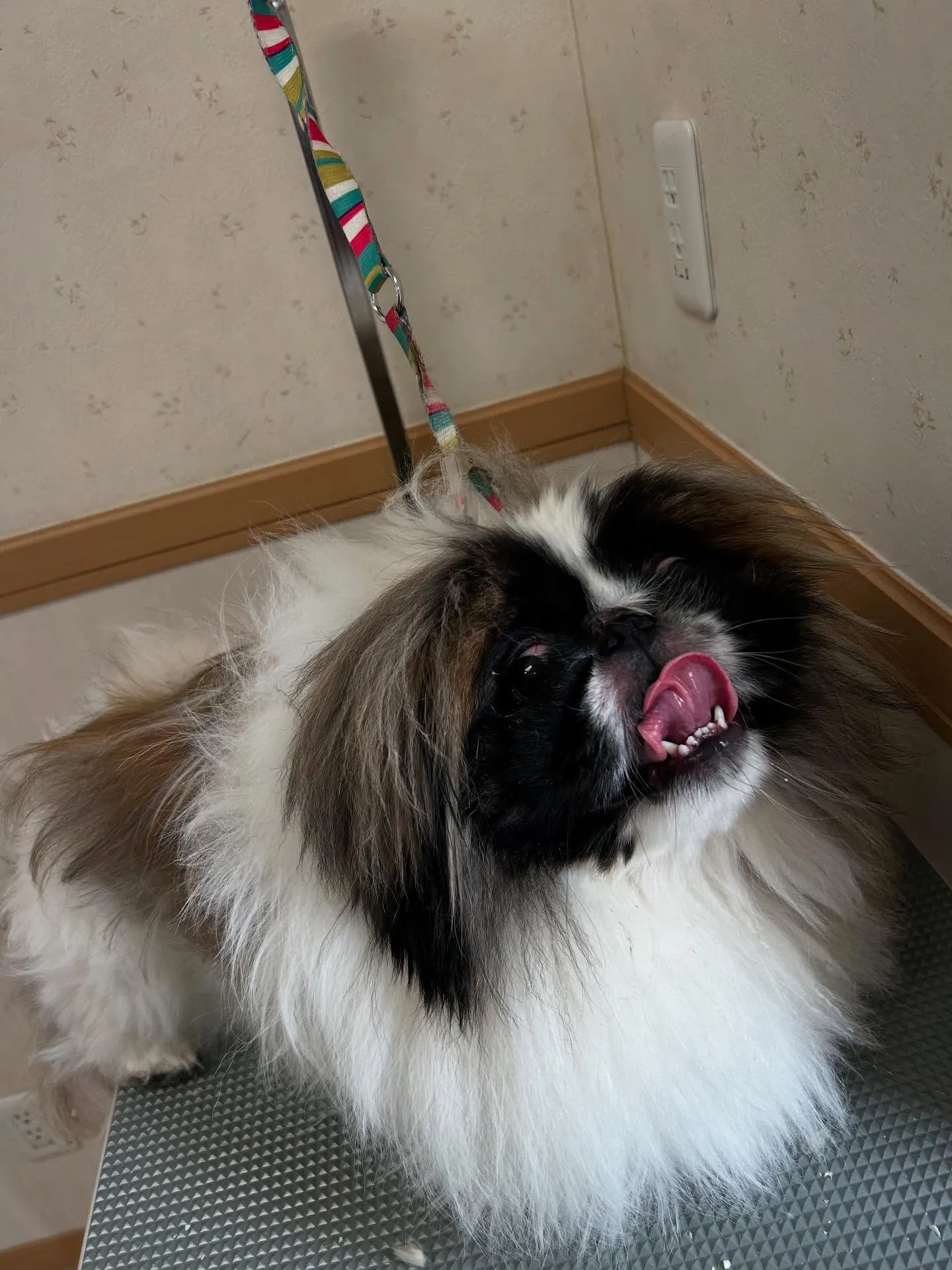 犬のトリミング✂️