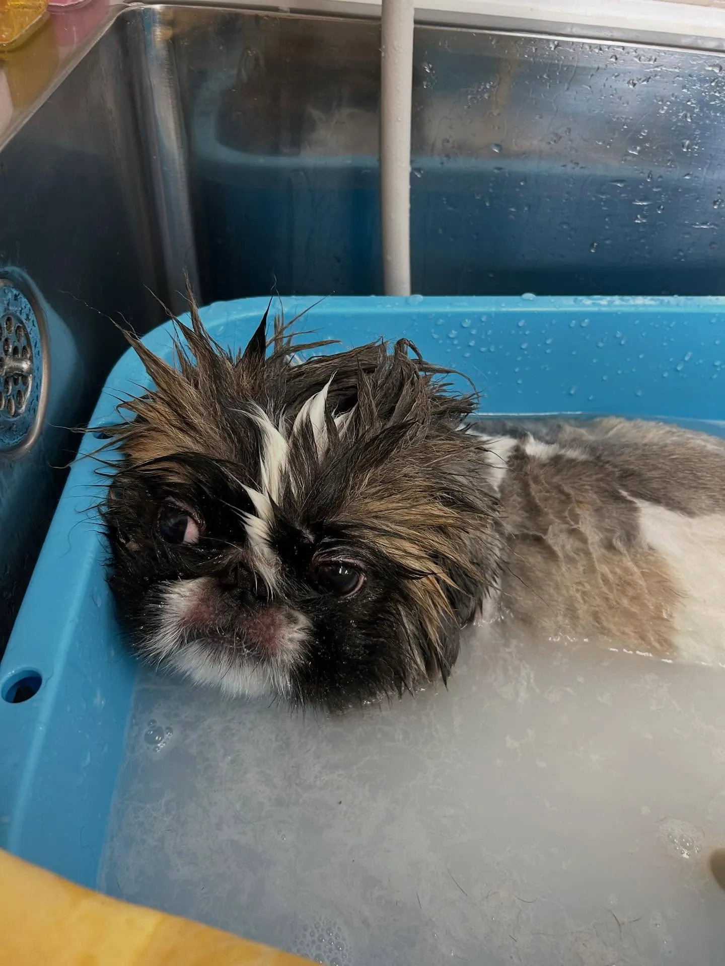 犬のトリミング✂️