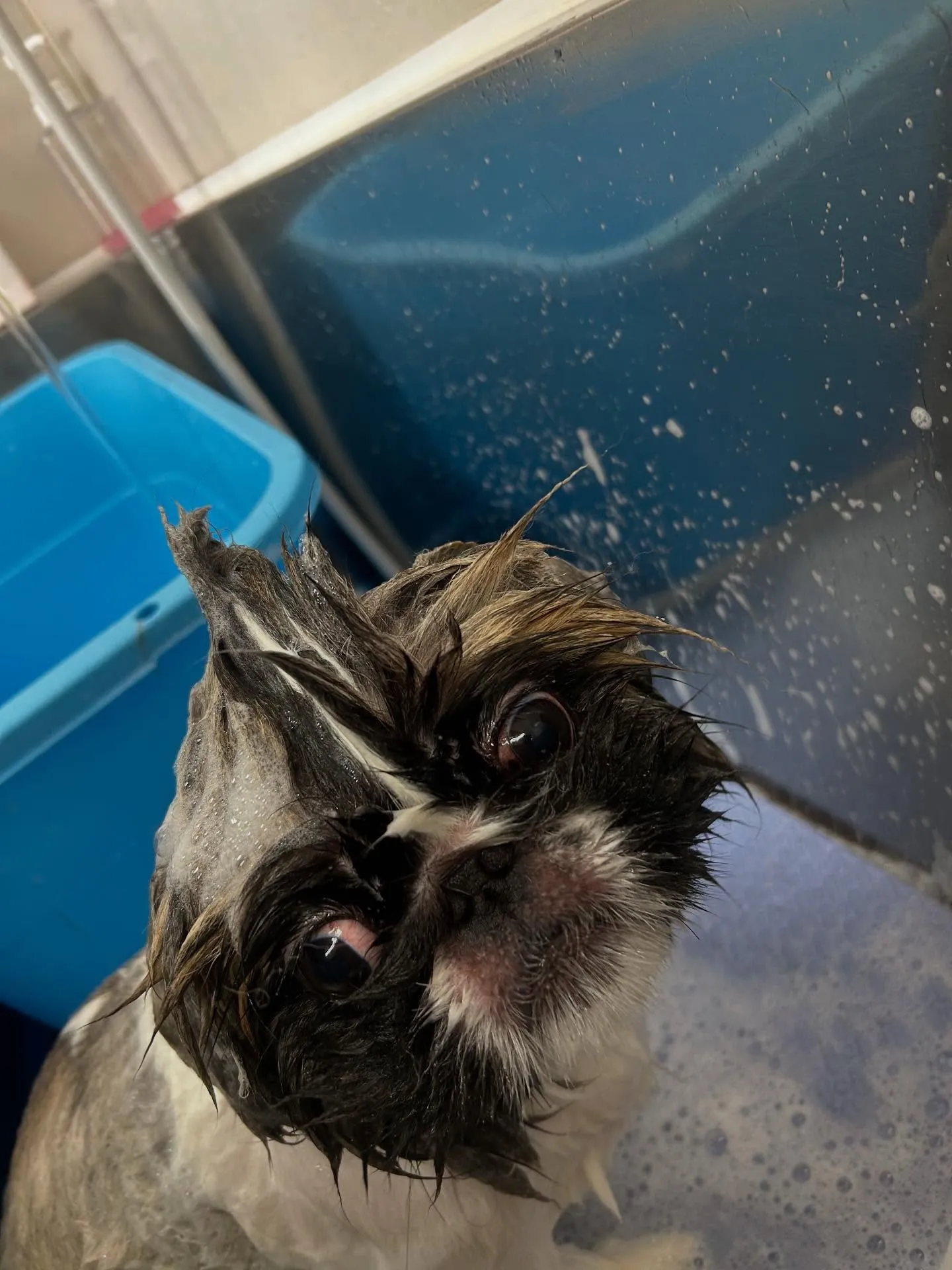 犬のトリミング✂️