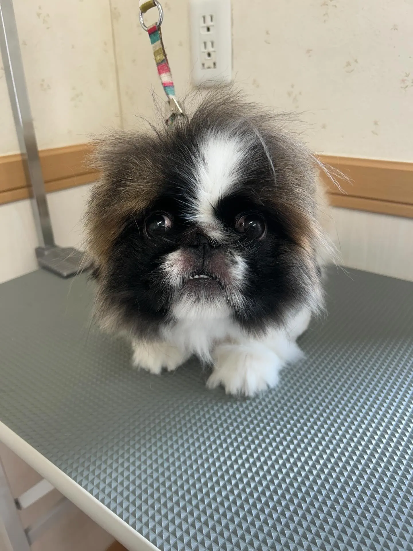 犬のトリミング✂️
