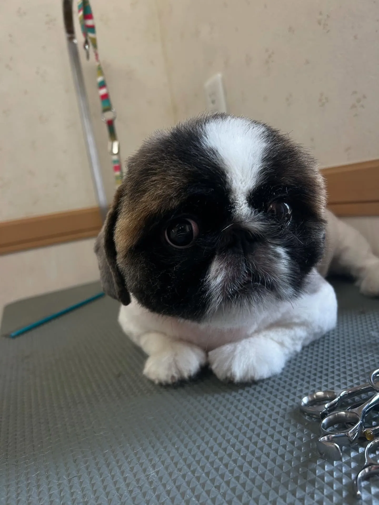 犬のトリミング✂️