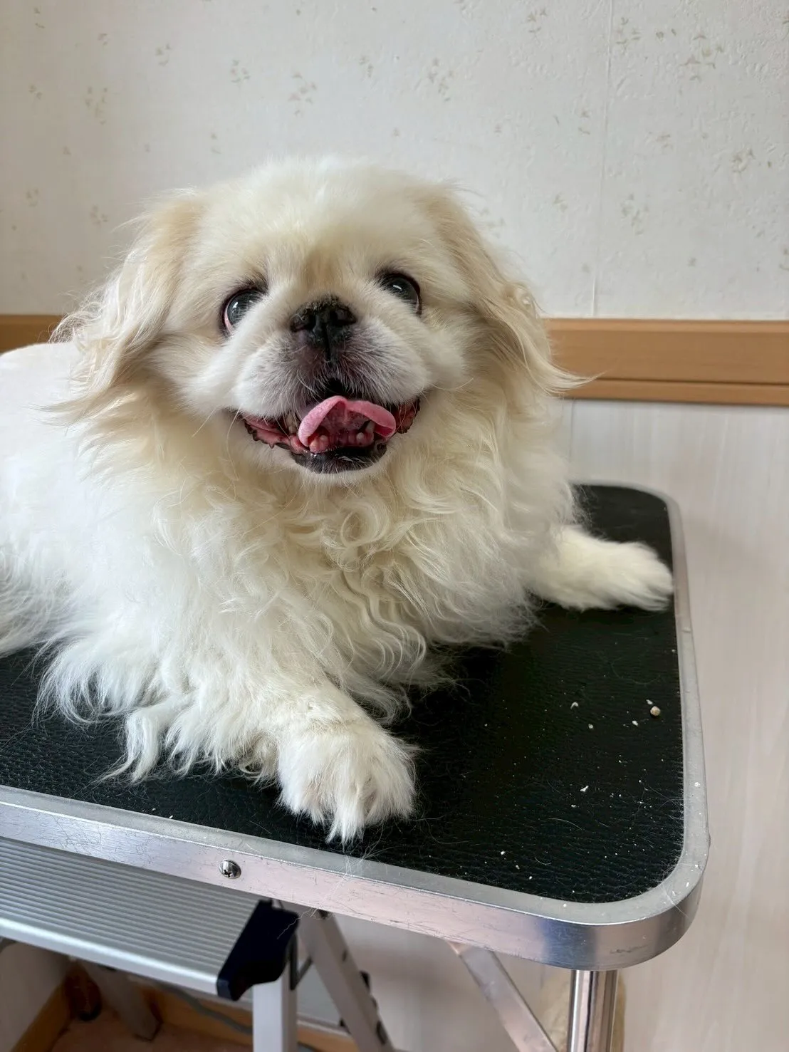 犬のトリミング✂️