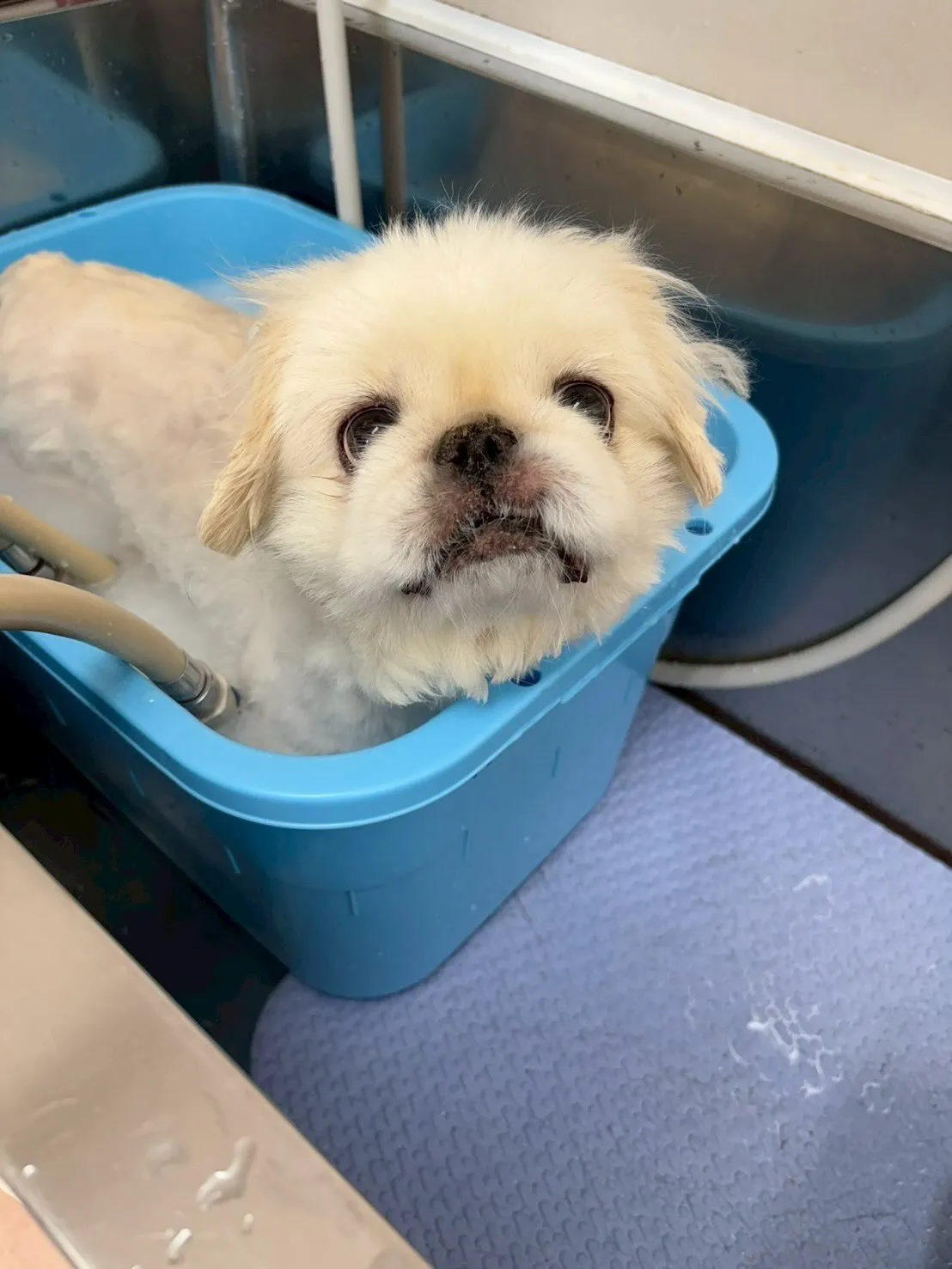 犬のトリミング✂️