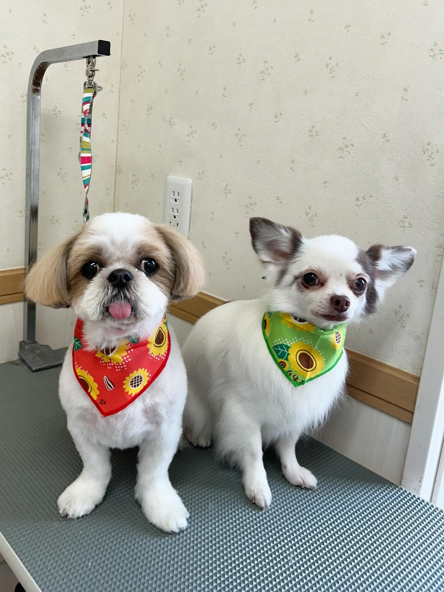 犬のトリミング✂️