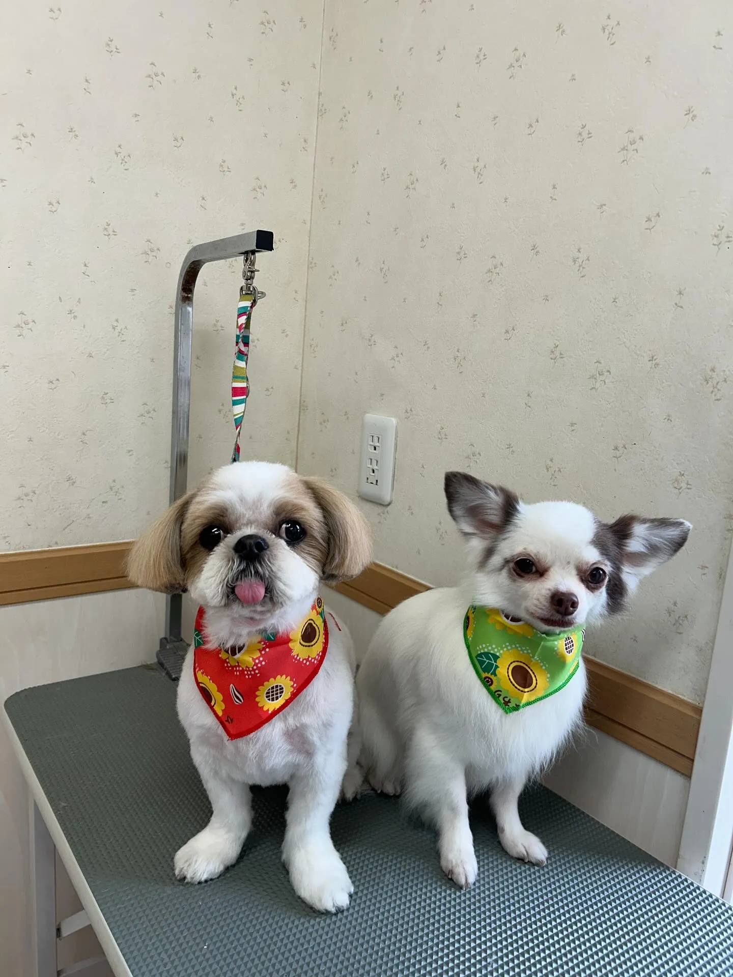犬のトリミング✂️