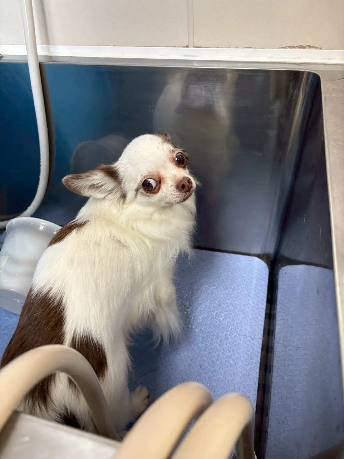 犬のトリミング✂️