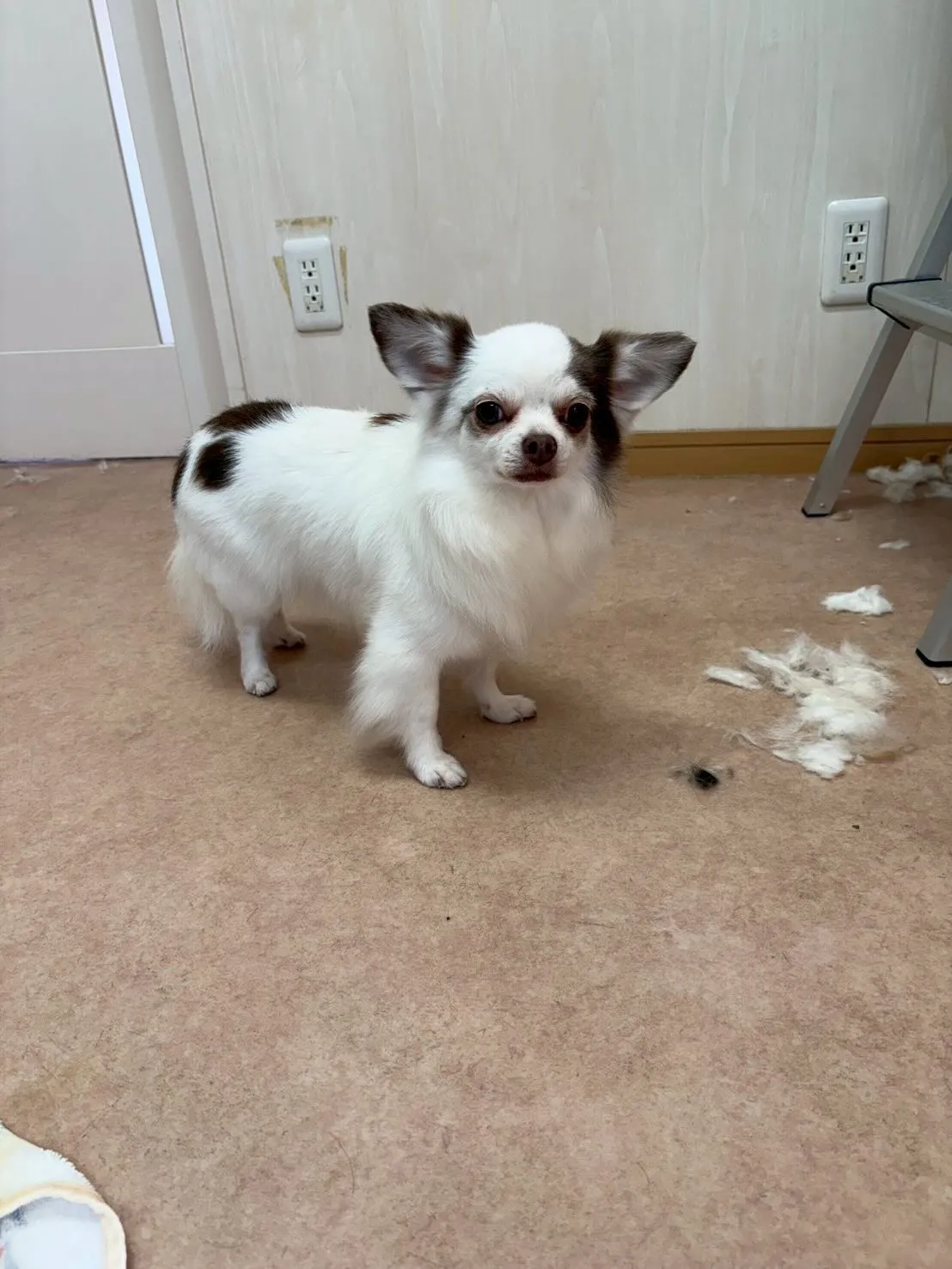 犬のトリミング✂️