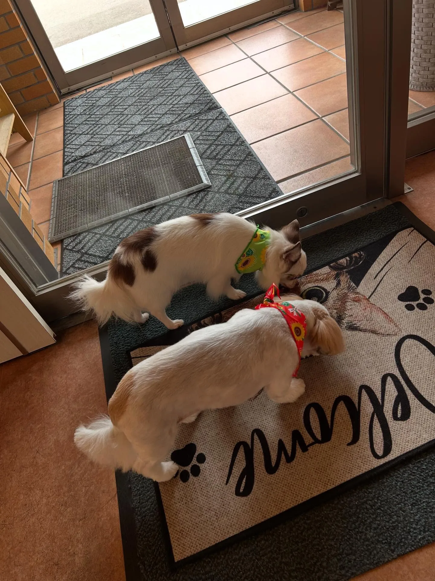 犬のトリミング✂️