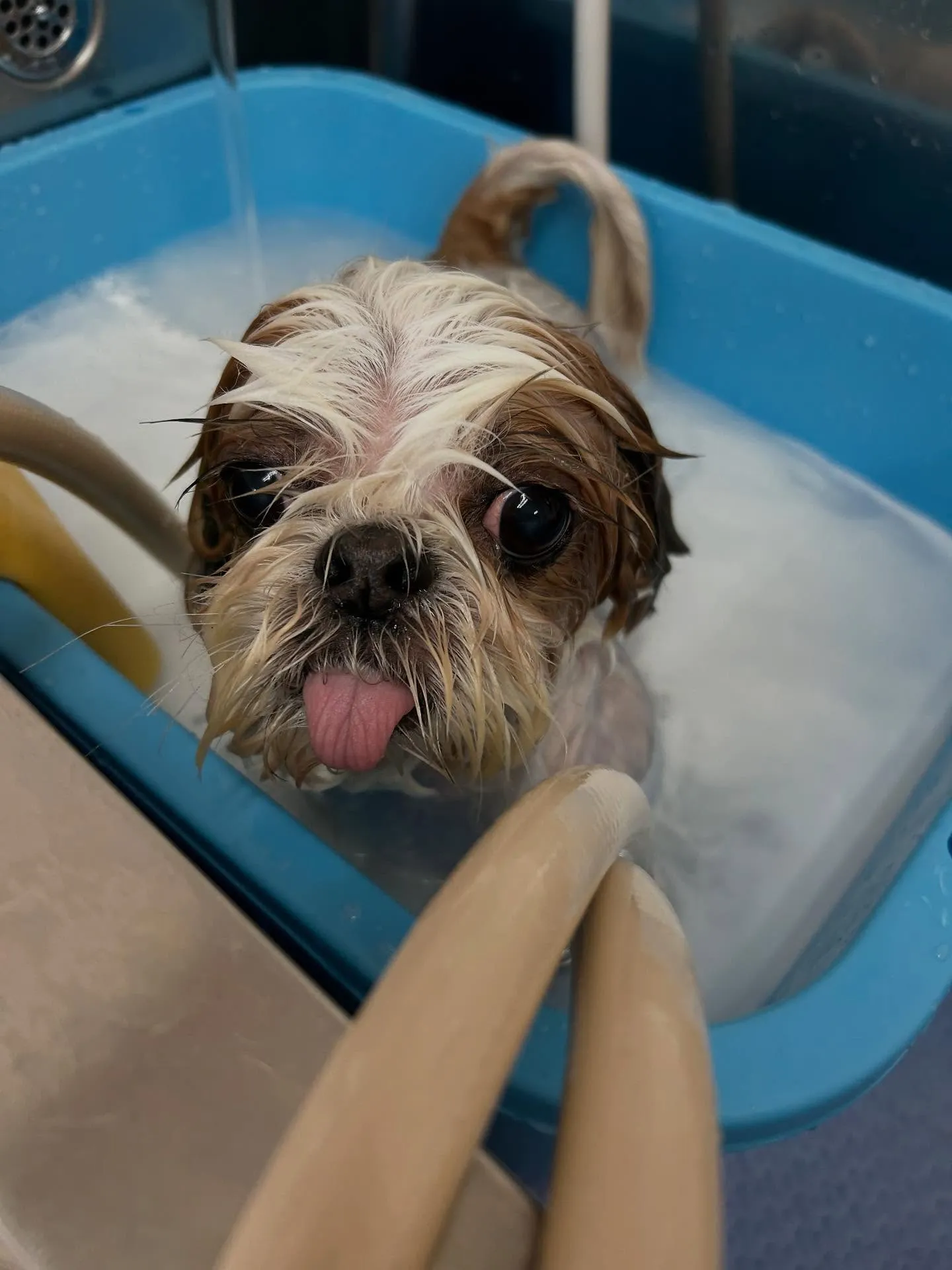 犬のトリミング✂️