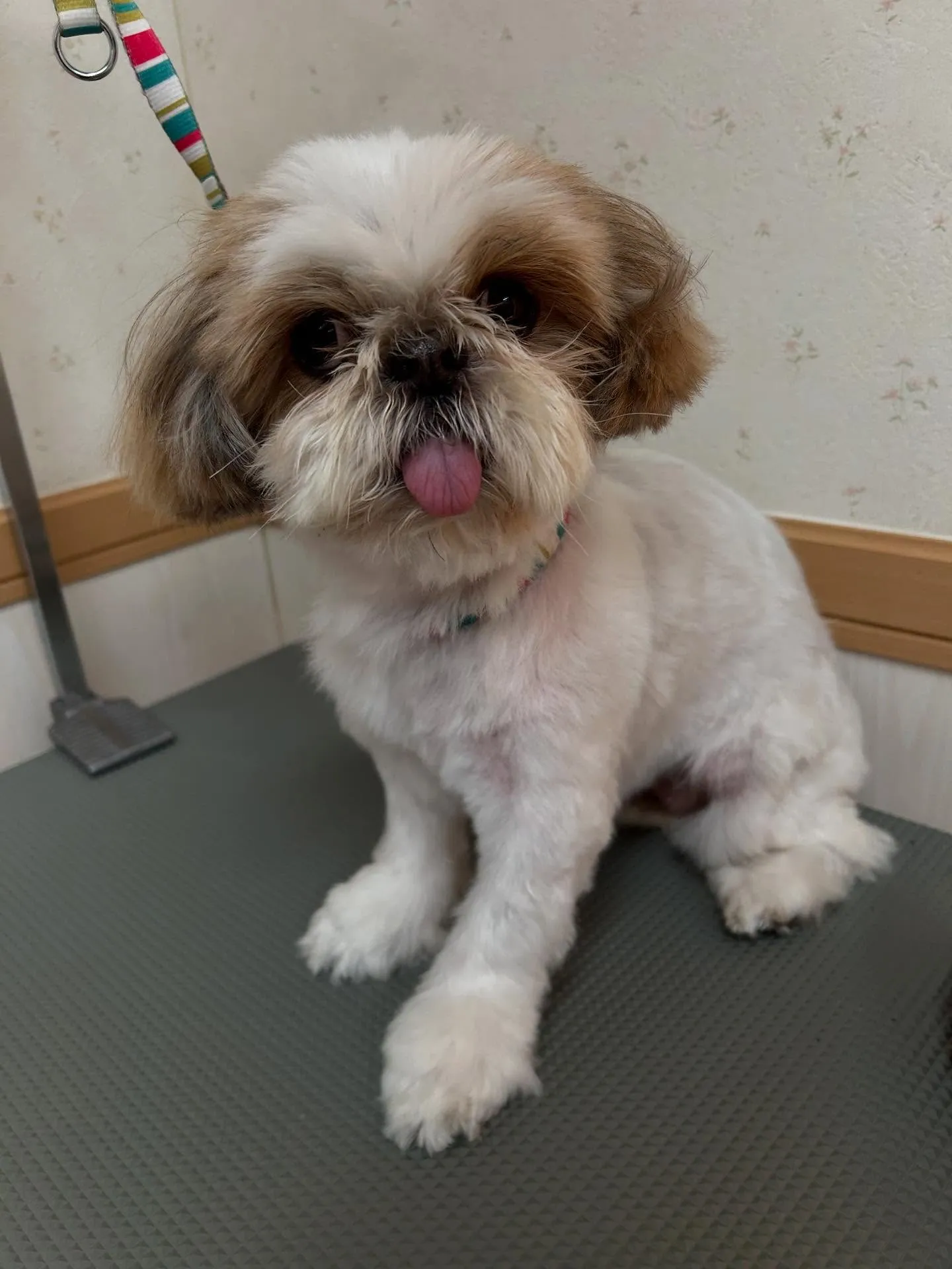 犬のトリミング✂️