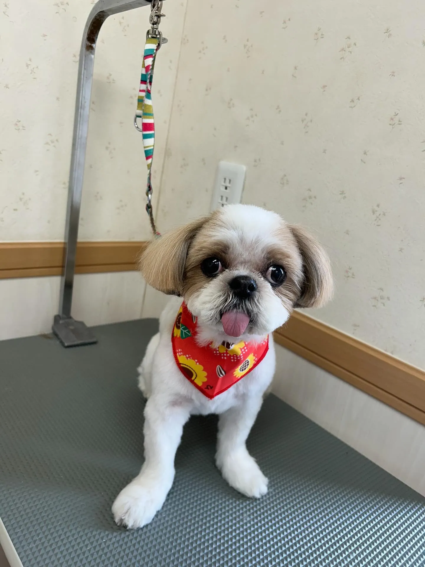 犬のトリミング✂️