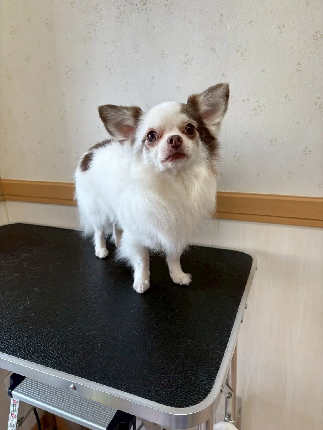 犬のトリミング✂️
