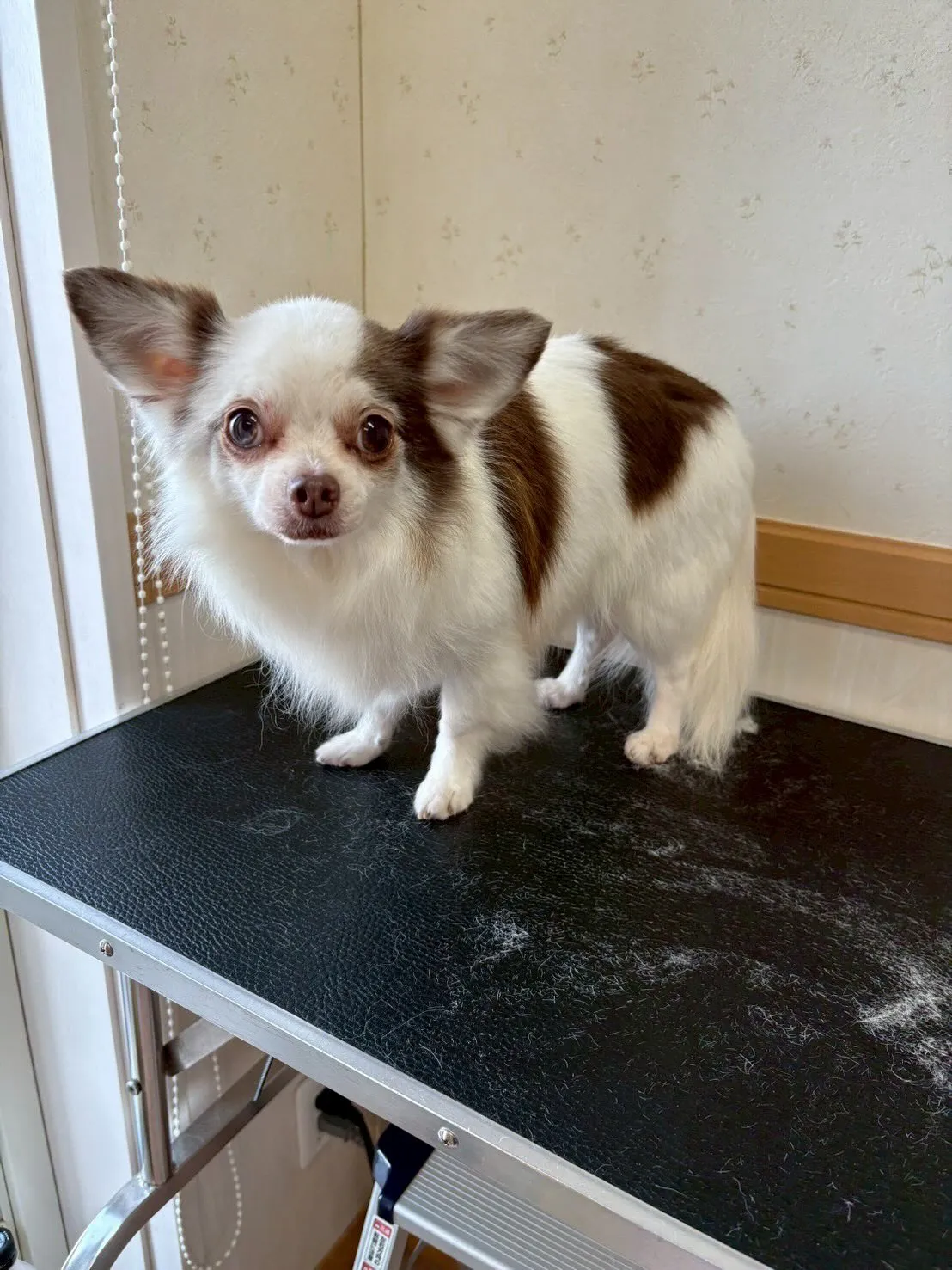 犬のトリミング✂️