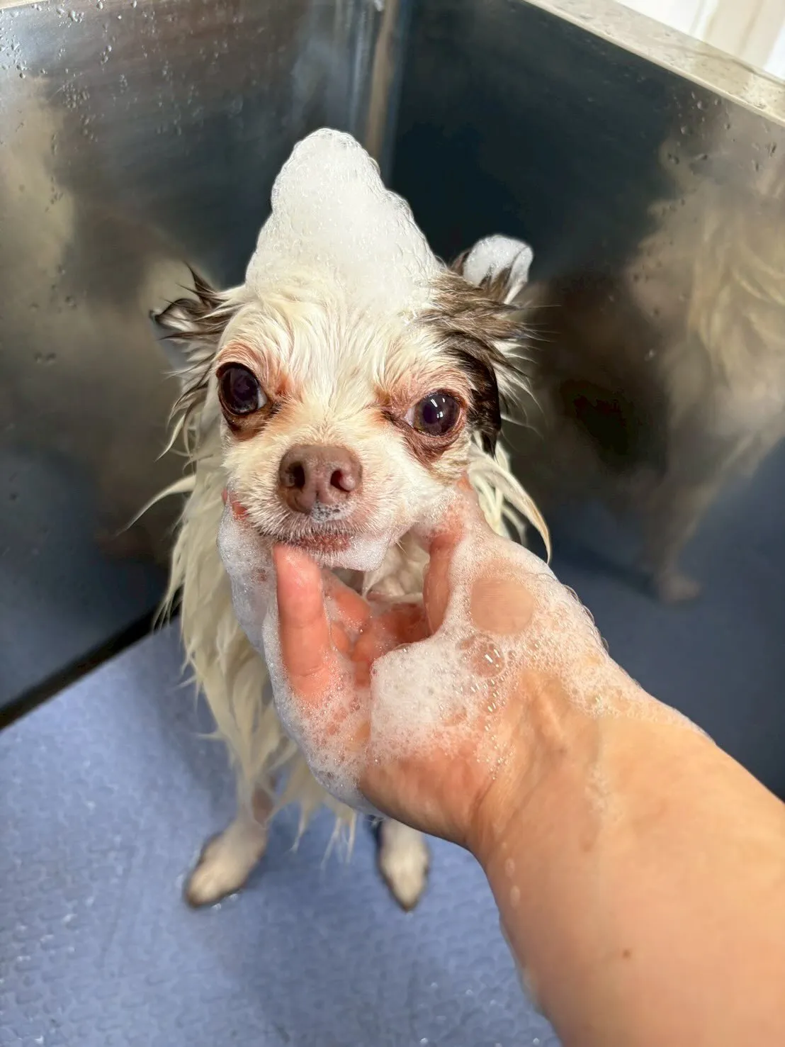 犬のトリミング✂️
