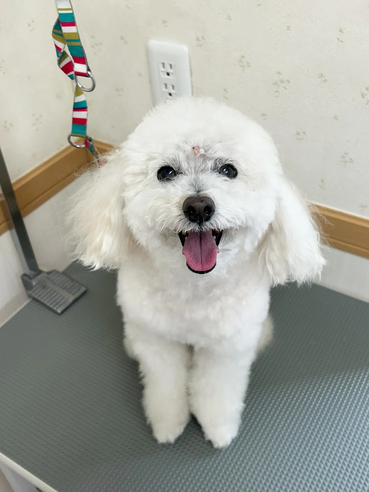 犬のシャンプー🫧