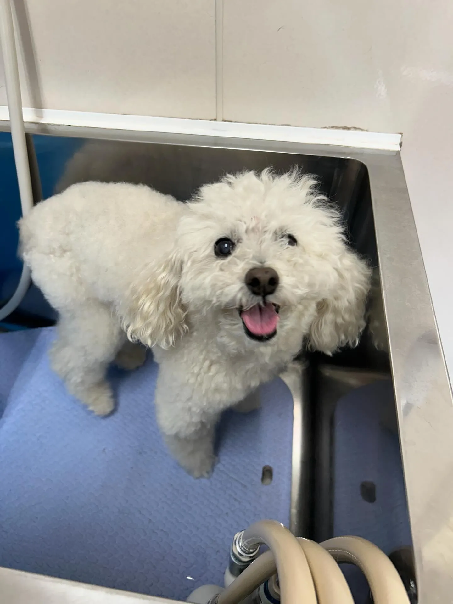 犬のシャンプー🫧