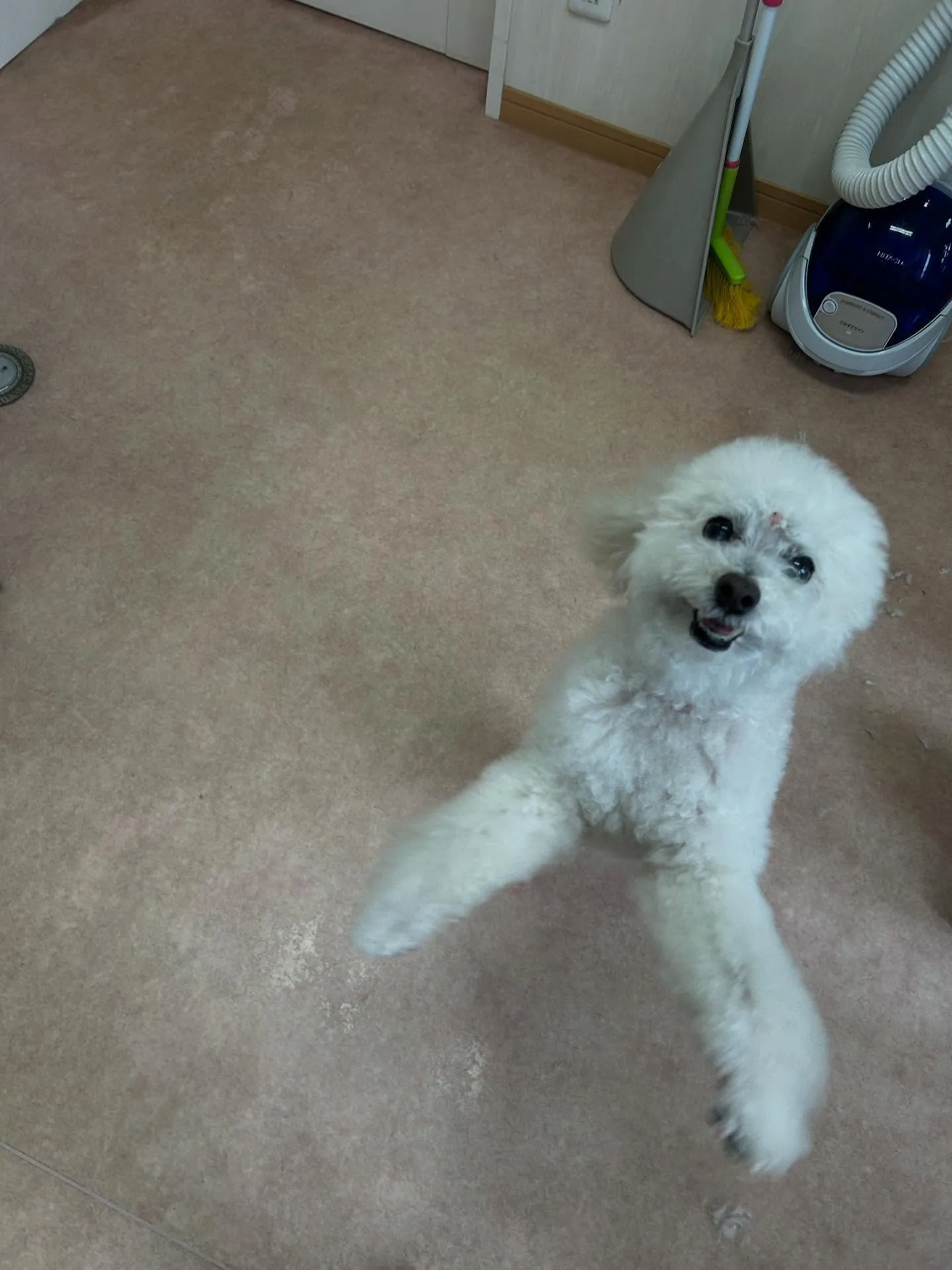 犬のシャンプー🫧