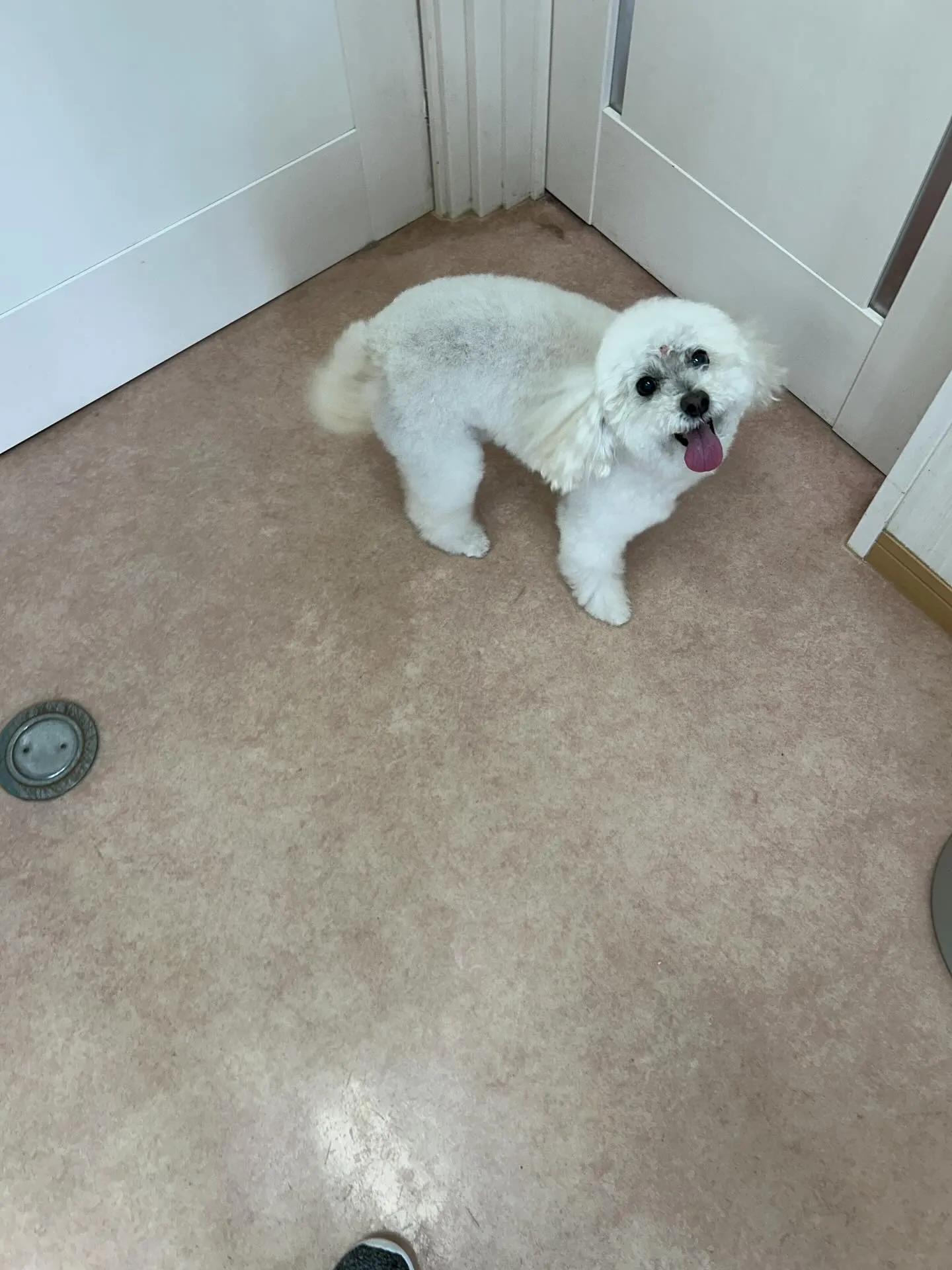 犬のシャンプー🫧