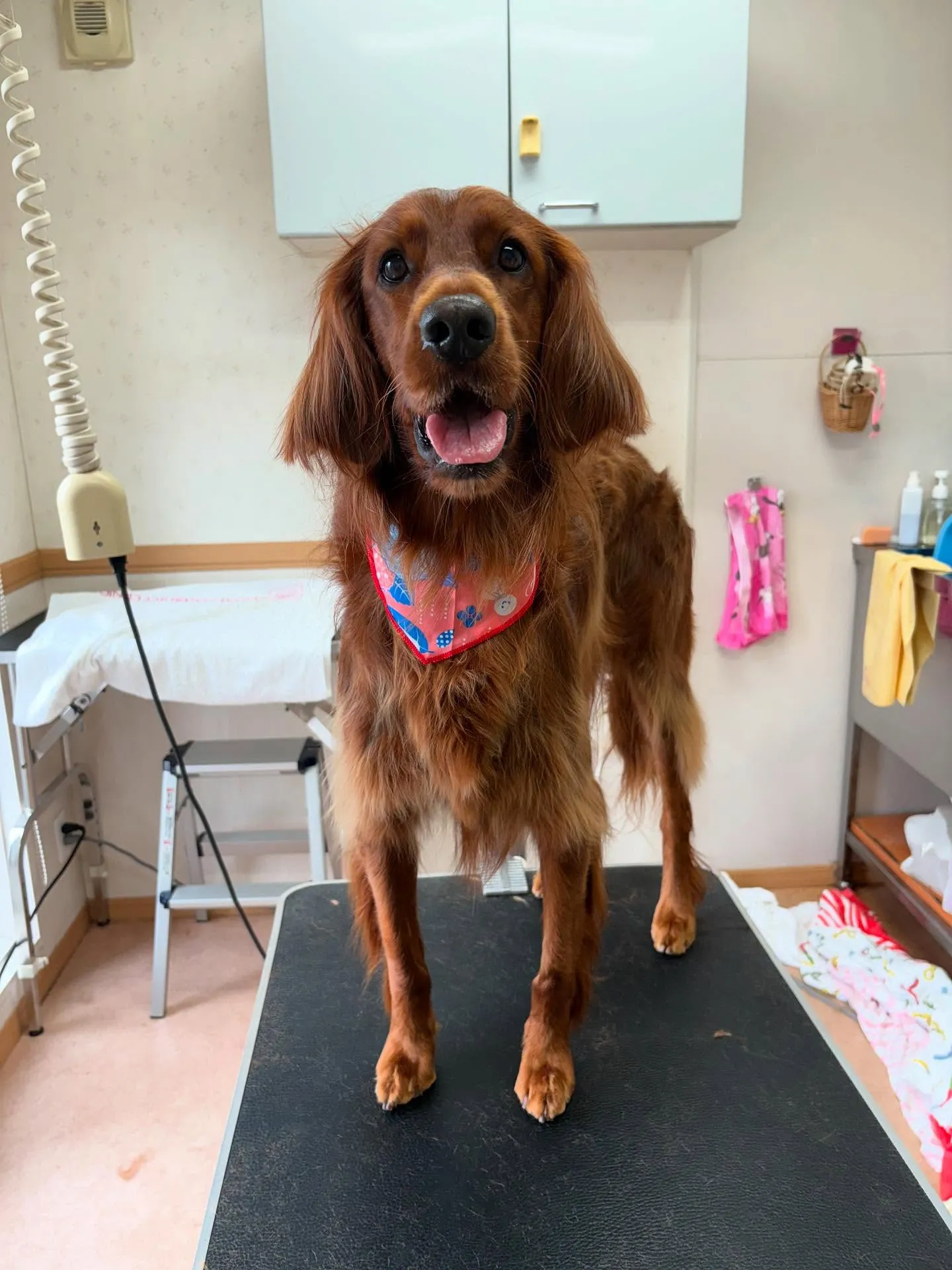 犬のトリミング✂️