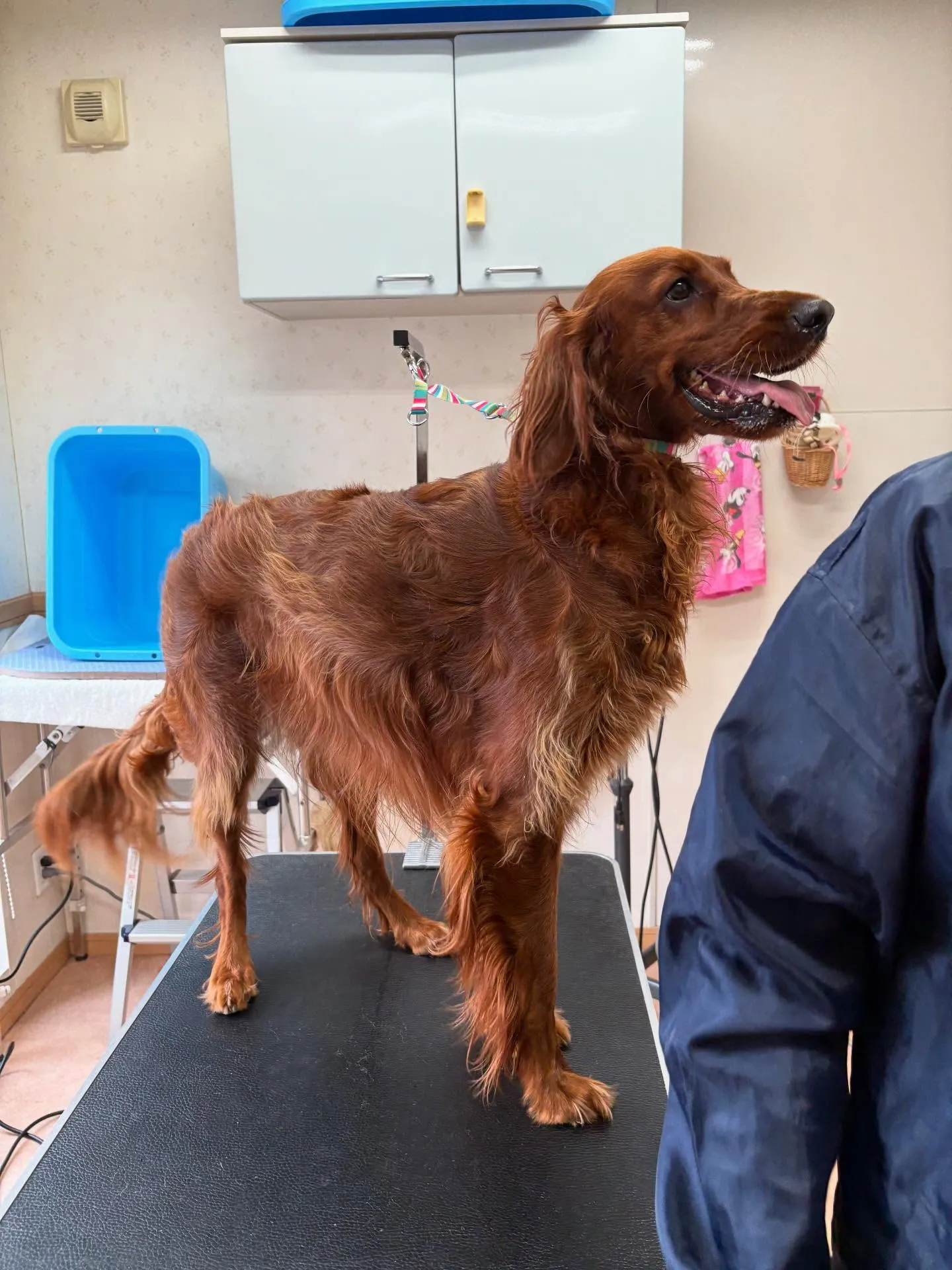 犬のトリミング✂️