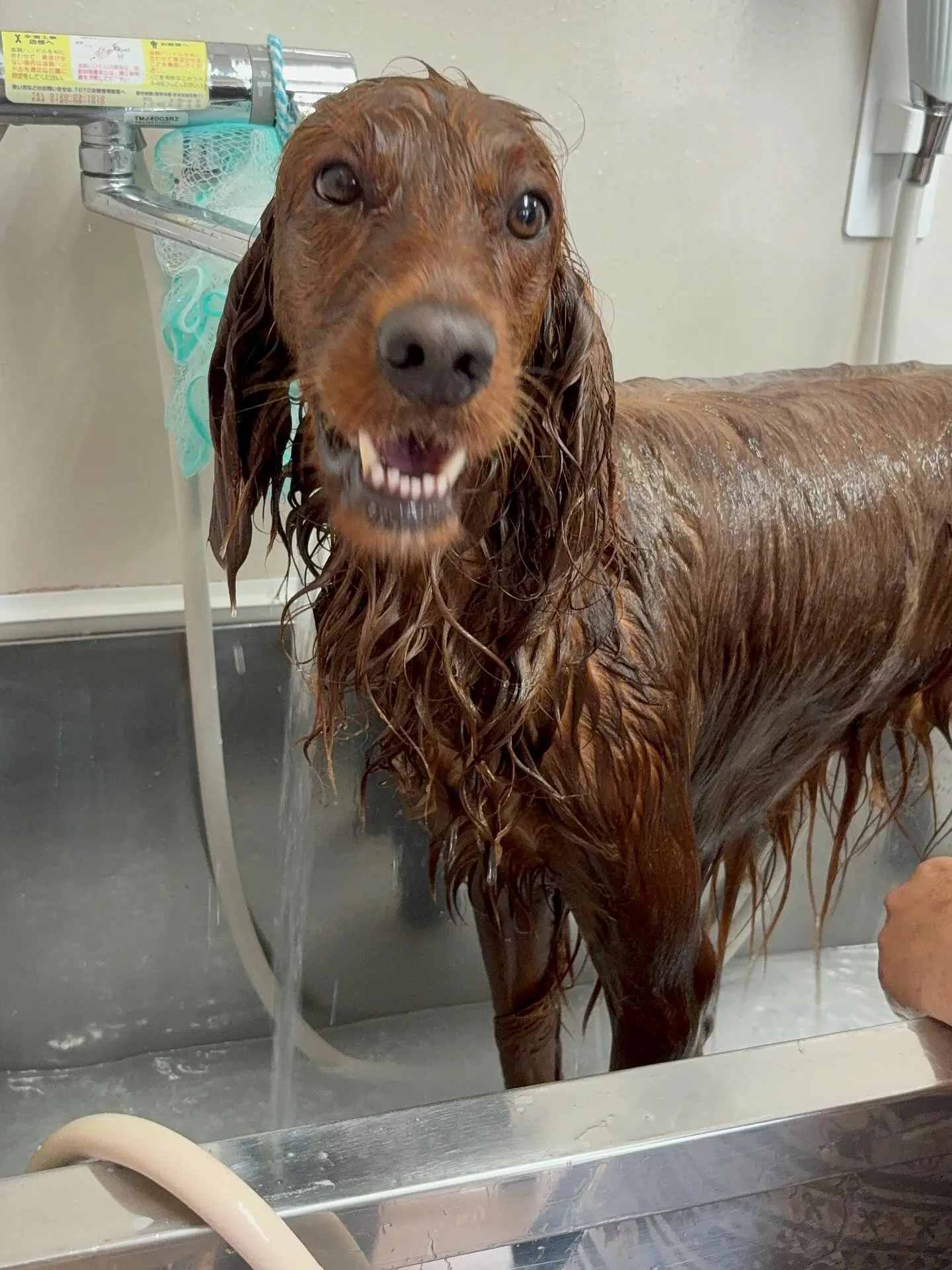 犬のトリミング✂️