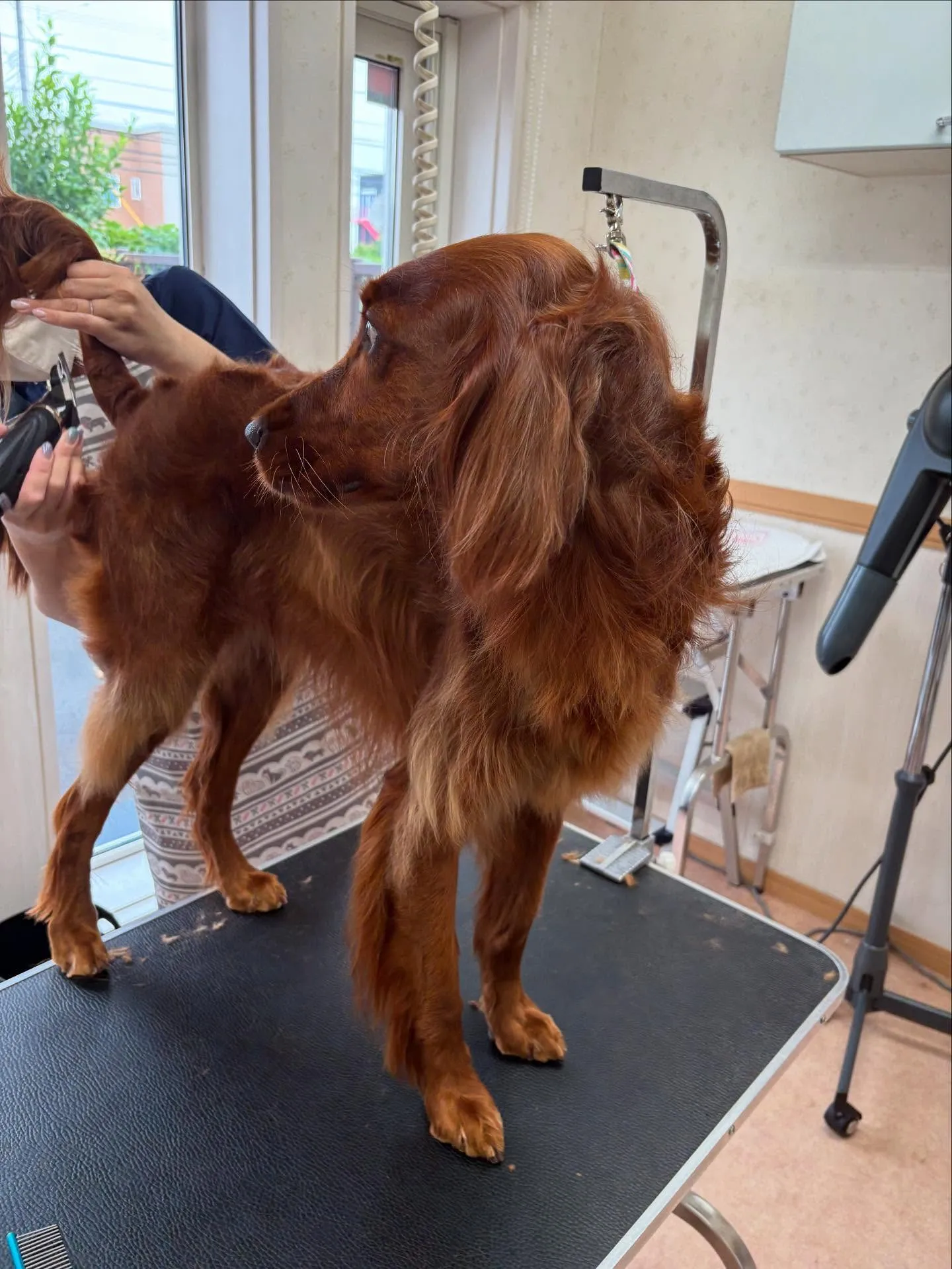 犬のトリミング✂️