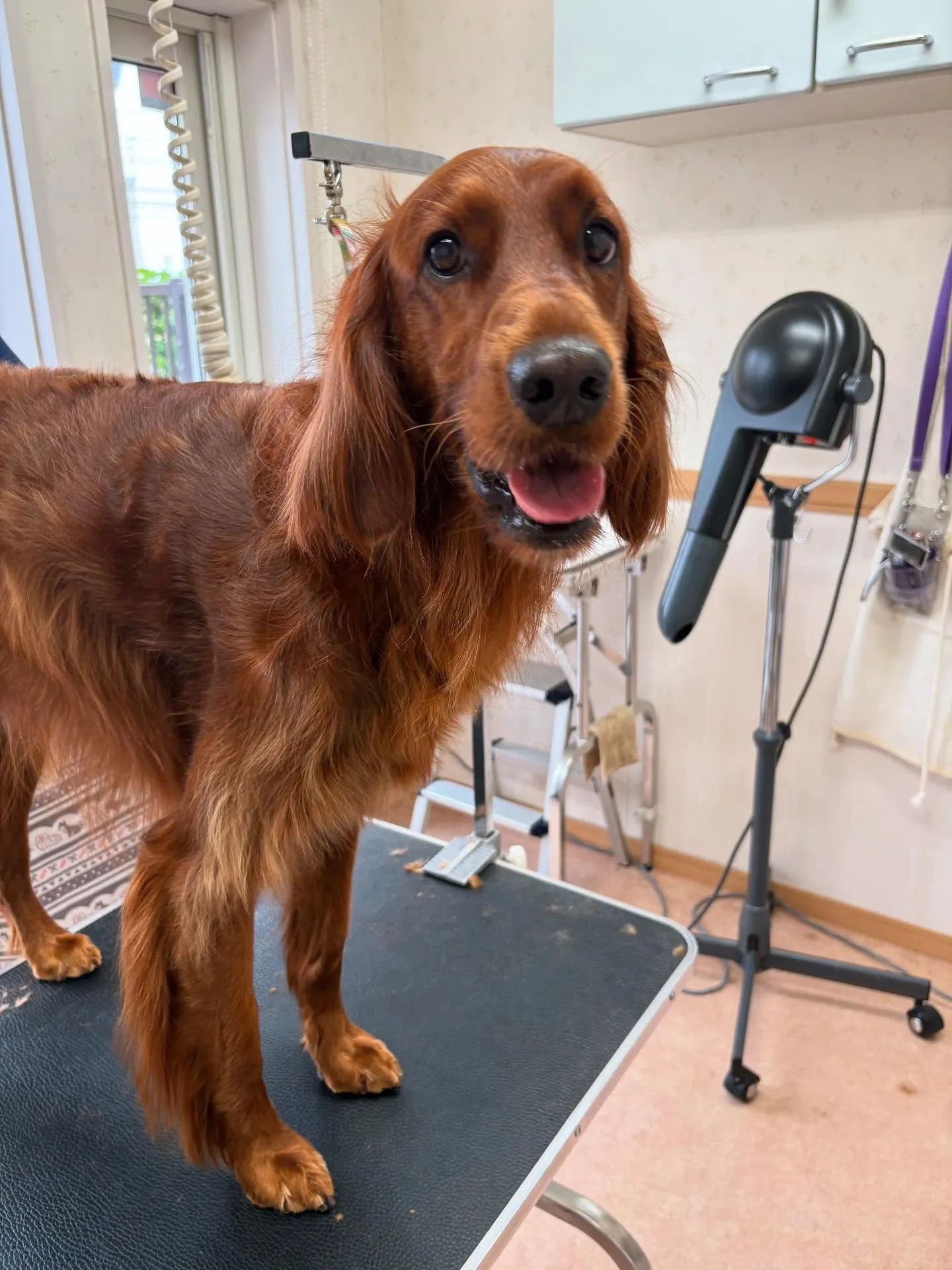 犬のトリミング✂️