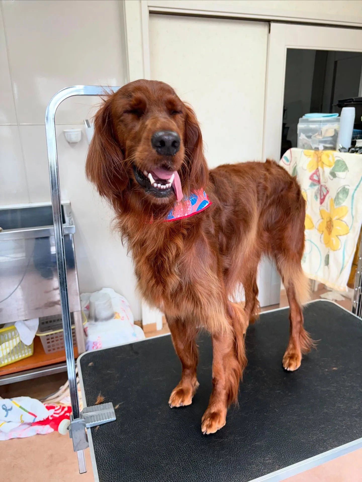 犬のトリミング✂️