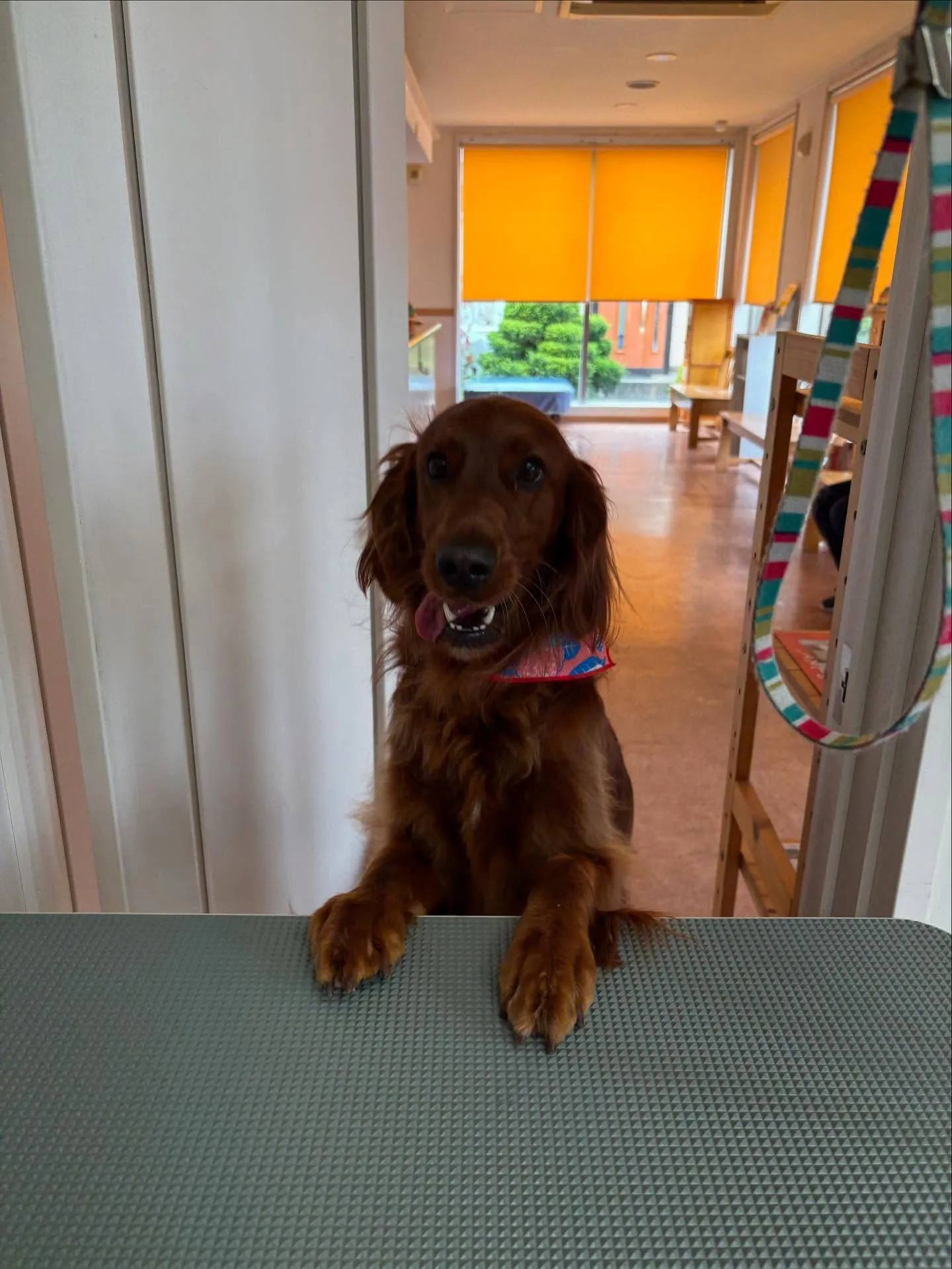 犬のトリミング✂️